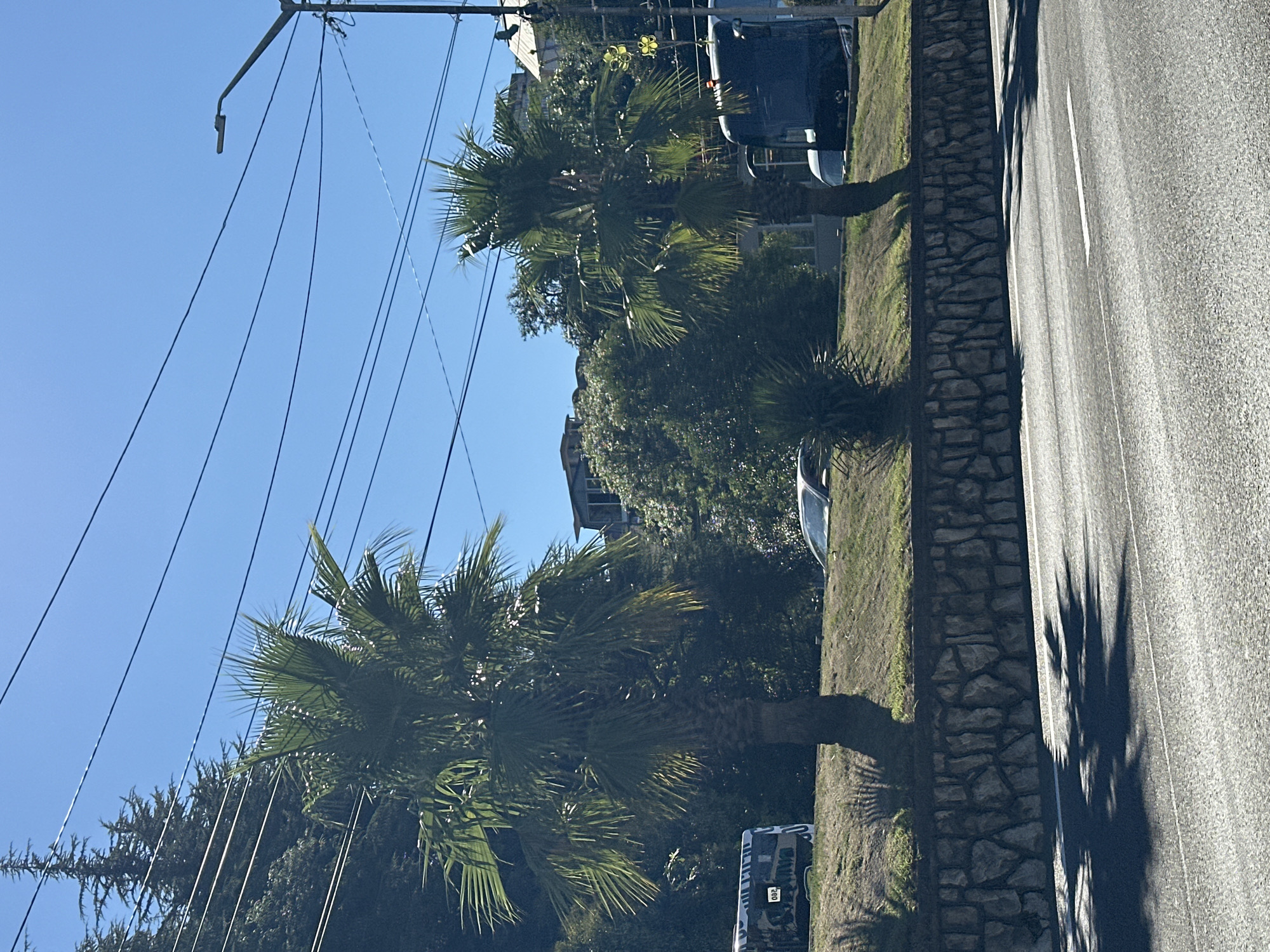A street scene in Sochi, Russia, shows a paved road in the foreground. Behind the road, a low stone wall borders a grassy embankment. Two palm trees stand on the embankment, their fronds casting shadows on the road. To the left of the embankment, a white bus with black and blue lettering is parked. Further back, several cars are visible, including a silver sedan. Behind the cars, a dense green forest covers a hillside. In the background, buildings with light-colored roofs are nestled among the trees. A street light stands on the right side of the frame, and power lines are strung across the clear blue sky.