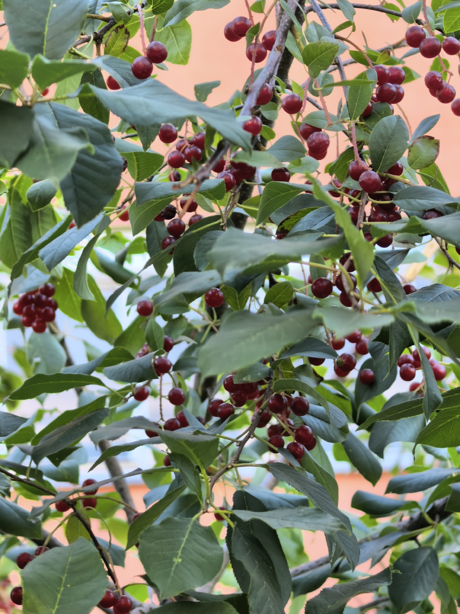 The image shows a close-up of a cherry tree branch laden with ripe red cherries. The cherries are clustered together, with some individual fruits visible. Lush green leaves surround the cherries, creating a vibrant contrast. The background is a soft-focus blur of an orange-hued building, suggesting an outdoor setting. There are no people or animals in the image, and no visible text or man-made objects other than the building in the background. The image does not provide any specific information that would indicate its location in the city of Sterlitamak, Russia.