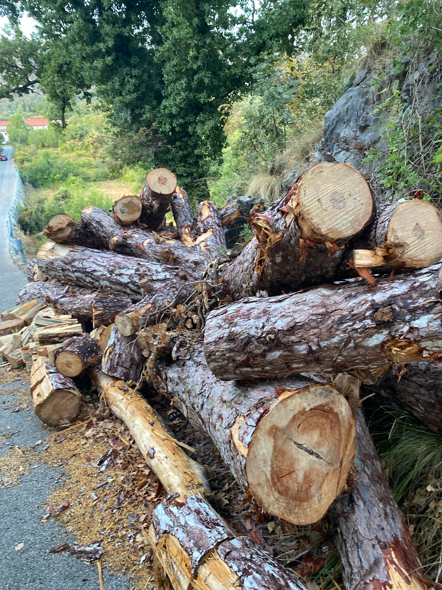 A pile of freshly cut logs lies on the side of a road. The logs are of various sizes and appear to be pine, with rough bark and visible growth rings on the cut ends. Some smaller pieces of chopped wood are also present. The road is paved and slopes downwards to the left, with a guardrail visible in the distance. A car is seen driving away from the camera on the road. The background consists of dense green trees and a rocky hillside. The ground around the logs is covered with sawdust and fallen leaves. The scene appears to be in a rural or mountainous area, possibly a forest edge.