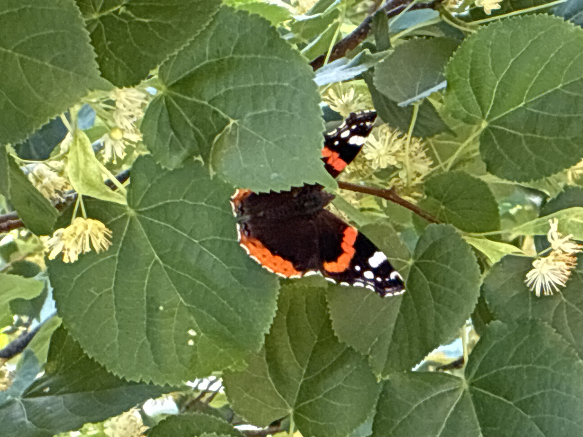 In the city of Totskoye, Russia, a Red Admiral butterfly (Vanessa atalanta) is perched on the branches of a linden tree, partially obscured by its large green leaves. The butterfly's wings display a striking pattern of black, orange-red, and white. Small clusters of pale yellow linden blossoms are scattered amongst the foliage, adding a touch of delicate detail to the scene. The lighting suggests it is daytime, with sunlight filtering through the leaves.