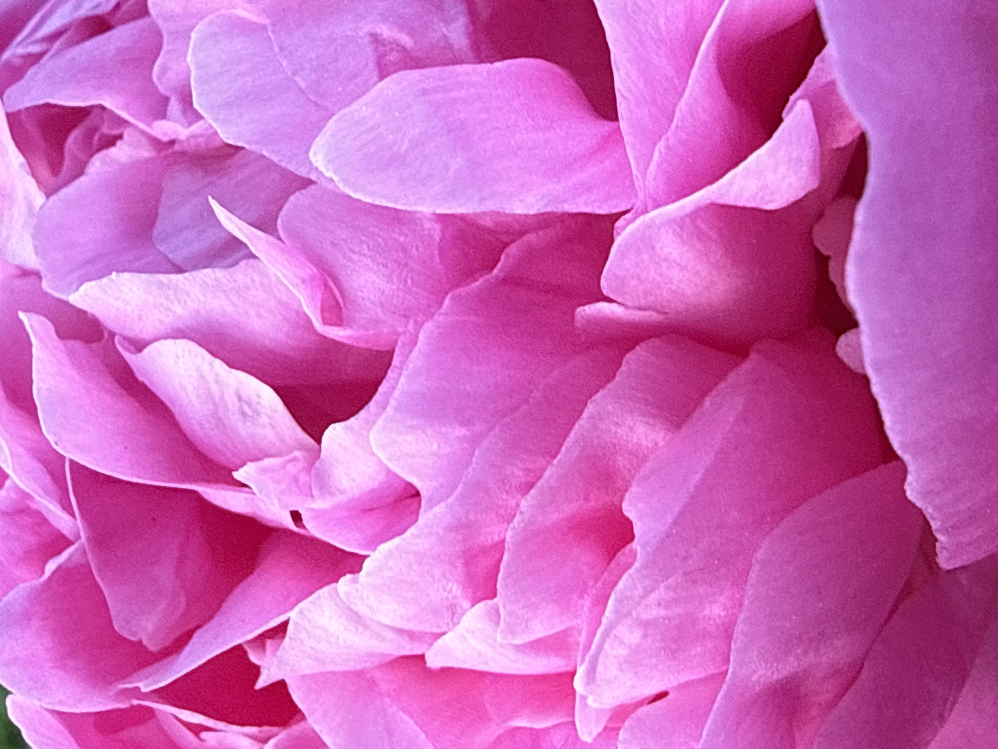 This media file is a close-up, abstract photograph of pink flower petals. The focus is entirely on the texture, curves, and overlapping layers of the petals, creating a visually rich and detailed composition. There are no people, specific objects, or a discernible scene in the traditional sense. The setting is implied to be a natural environment, given the subject matter, but no contextual cues are visible.
The photograph captures the delicate and velvety texture of the petals, with variations in light and shadow highlighting their three-dimensional form. Some petals are translucent, allowing light to pass through, while others are more opaque, showcasing deeper shades of pink. The overall impression is one of softness and natural beauty.
There is no discernible activity or event taking place; the image is a static portrayal of the flower's structure. No specific time of day, weather conditions, or location cues are evident, other than the implied natural setting. The dominant emotion conveyed is one of tranquility and aesthetic appreciation for the details of nature. There is no visible text in the image.