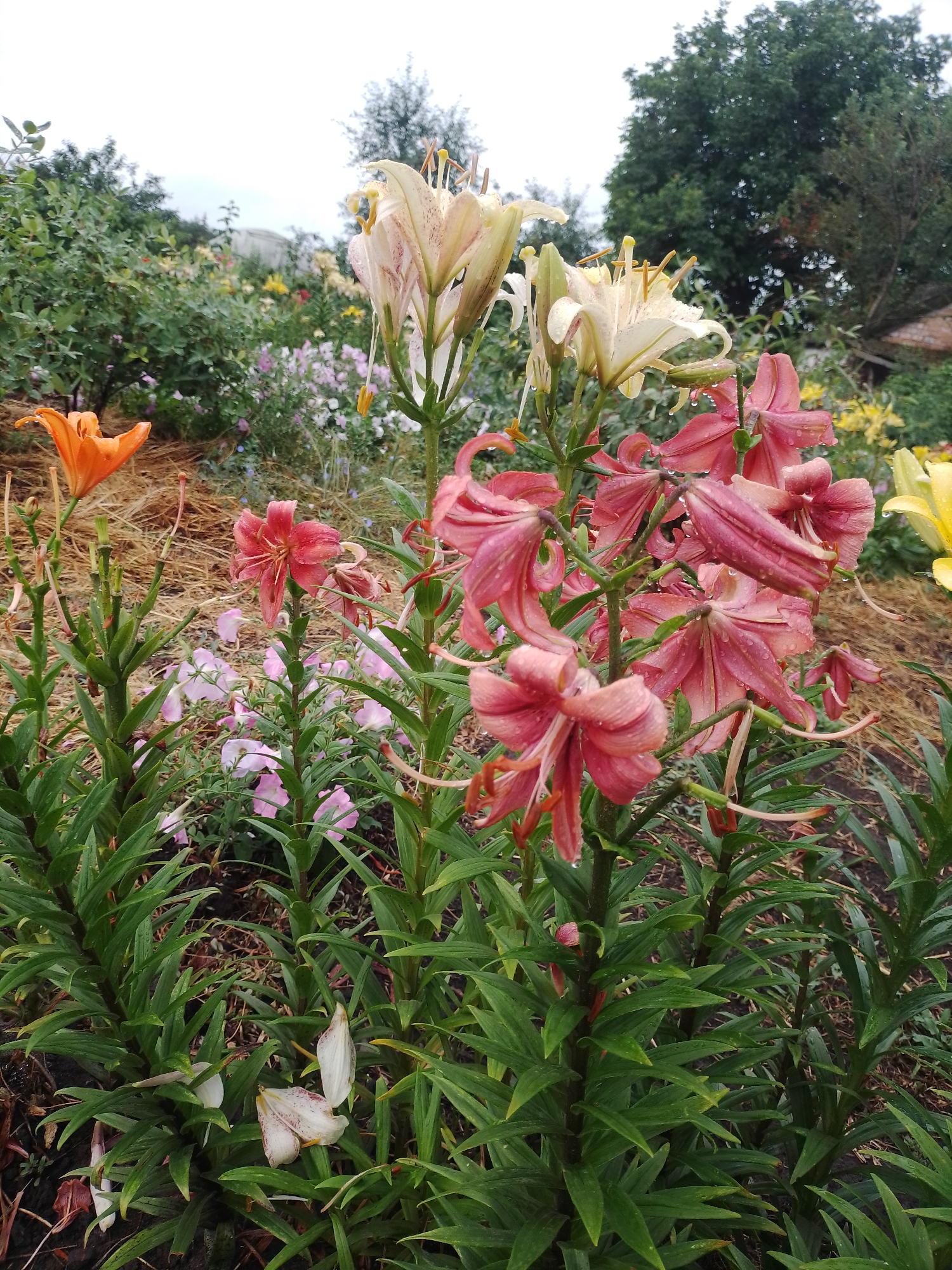 In the city of Ustyvytsia, Ukraine, a garden showcases a vibrant display of lilies. The foreground is dominated by several tall lily plants with lush green foliage. Among them, a cluster of deep pink lilies, some with reflexed petals, are prominent, speckled with water droplets, suggesting recent rain. To the left, a single bright orange lily stands out. Further back, lighter colored lilies, possibly white or pale yellow, are also visible. The background features a variety of other flowering plants in shades of pink and yellow, interspersed with dense green shrubbery and trees. The ground is covered with a layer of dry straw or mulch, with some fallen petals scattered about. The sky appears overcast. There are no people or animals present in the image.