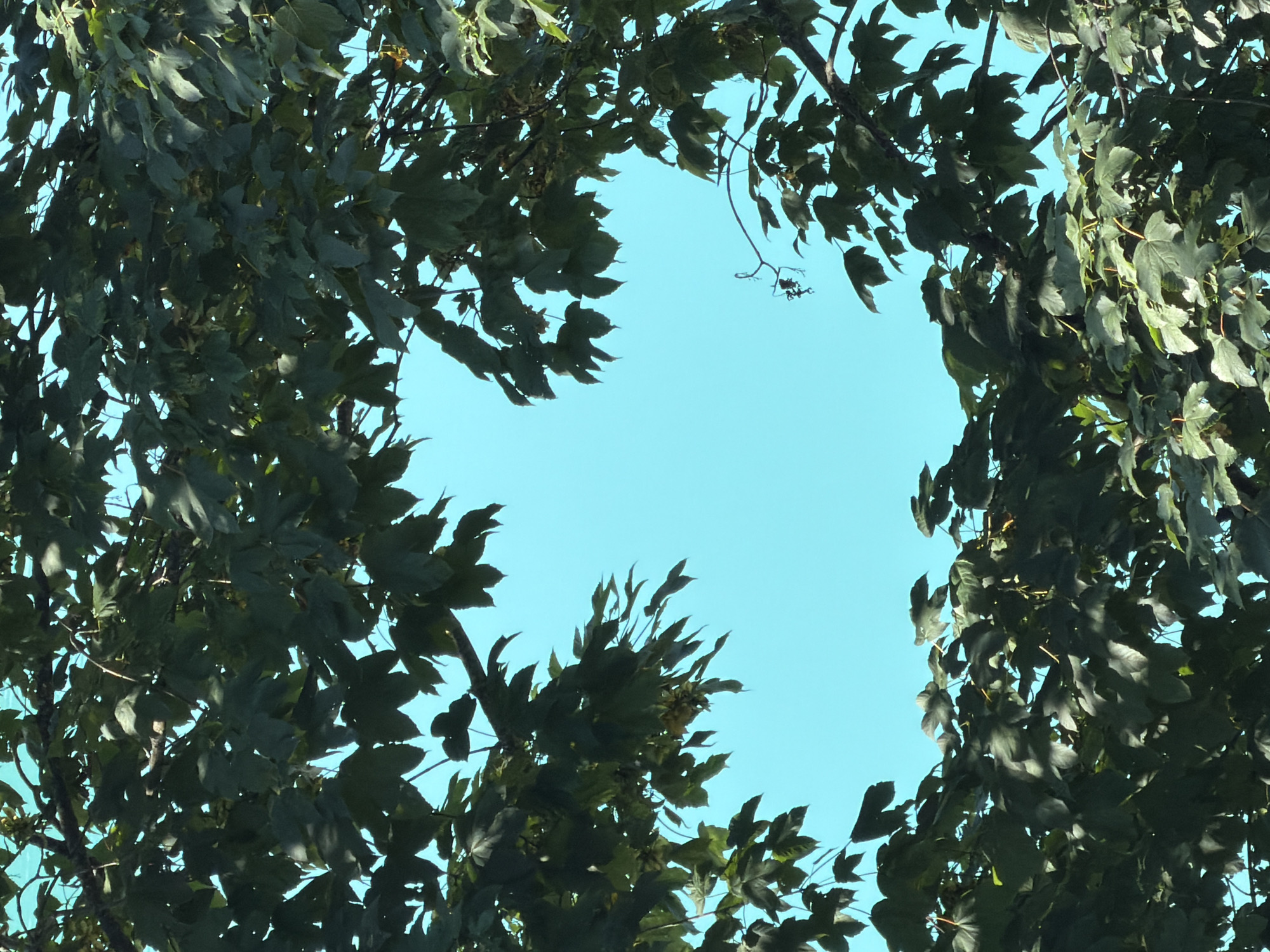 A full shot of a tree's dark green leaves against a clear, bright turquoise sky. The leaves frame an empty oval space in the center of the image. A thin, spindly branch with what appears to be a spiderweb is visible in the center, slightly to the right. The tree branches are dark brown. The image is an outdoor scene, likely taken during the day in a location with lush foliage. No specific location in Lateis/Latais, Italy can be determined from the image alone.