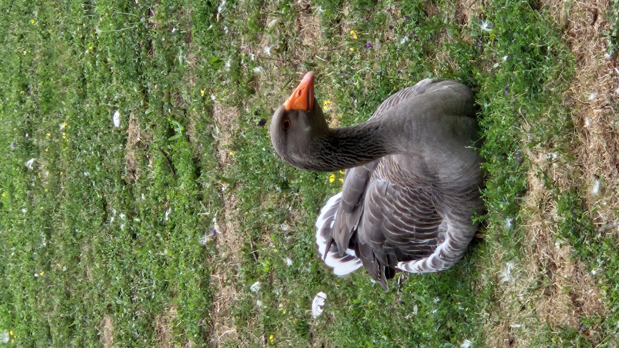 A grey goose with brown and white striped wings and tail feathers is lying down on a patch of grass. The goose has a grey neck and head with orange beak and orange eyes. The background is an out-of-focus field of grass with scattered yellow and purple flowers and white feathers. The image is a close-up vertical shot of the goose, with the foreground and background slightly blurred. The image does not contain any discernable landmarks or elements that would indicate its location within the city of Prešov, Slovakia.