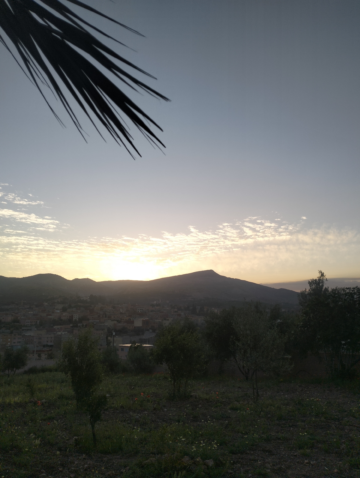 The image depicts a landscape scene at dusk in Ouaouizert, Morocco. In the foreground is a dark, grassy field with small trees and scattered wildflowers. A residential area is visible in the midground, nestled against the base of a dark mountain range on the horizon. The sky is a gradient of light blue to orange, with scattered, thin clouds near the horizon. A palm frond is visible in the upper left corner of the image. The lighting suggests the sun is setting. No people are visible.