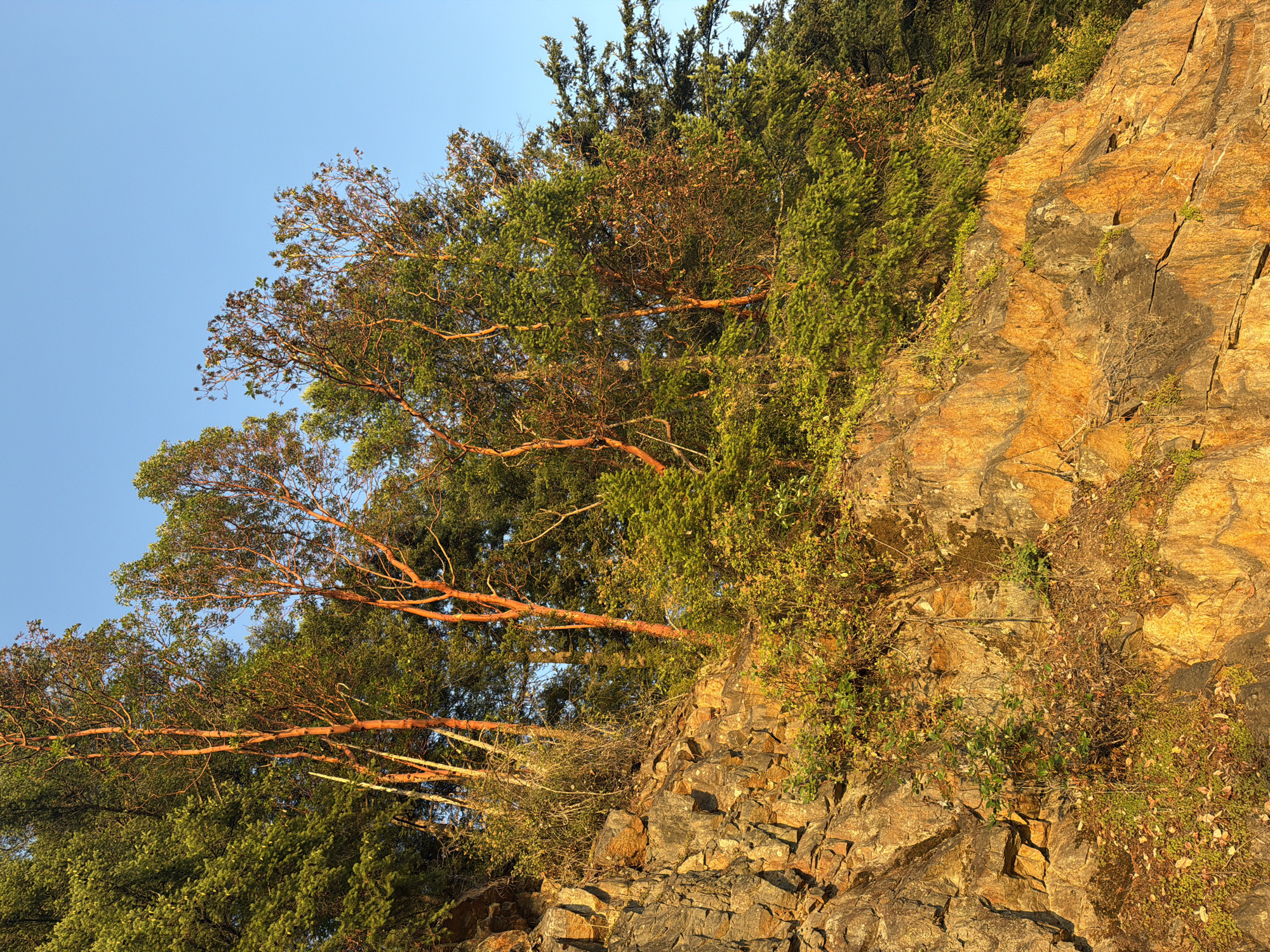 The image depicts a rocky cliff face with lush green vegetation and several trees featuring smooth, reddish-orange bark. The scene is illuminated by warm, golden sunlight, suggesting either sunrise or sunset. The sky above is a clear, bright blue. The vegetation appears dense and varied, with some areas of smaller, leafy plants and shrubs growing amongst the rocks and at the base of the trees. The trees themselves have a wiry, branched structure. The rocky cliff is characterized by large, angular stone formations with visible cracks and fissures, some of which are tinged with the same warm light as the trees. The overall impression is of a natural, somewhat rugged landscape. No people or man-made structures are visible, indicating a remote or natural setting. The specific location in Area D (Elaho/Garibaldi), Canada is not discernible from the image itself without external information.