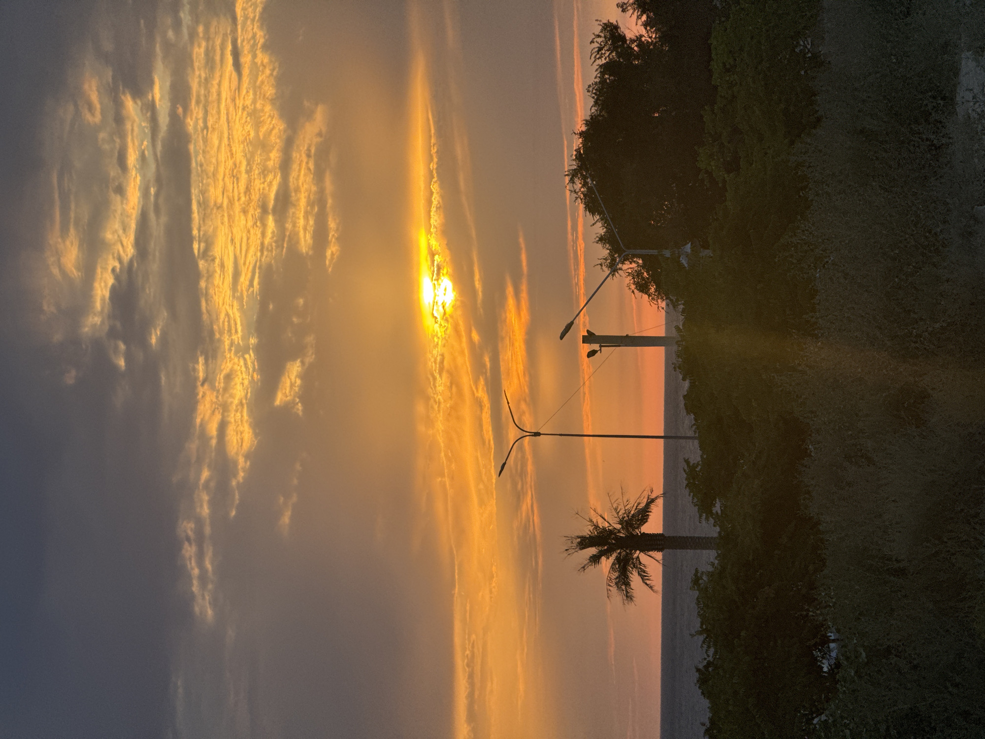 The image depicts a sunset over the Caspian Sea in Aktau, Kazakhstan. The sky is filled with dramatic clouds, tinged with vibrant oranges and yellows, with the sun partially obscured by them. In the foreground, silhouetted against the bright sky, are a palm tree and two modern streetlights. A line of dark green foliage runs across the lower portion of the frame, obscuring the ground and some lower-lying vegetation. The sea is a dark, calm expanse, separated from the sky by a thin band of orange horizon.