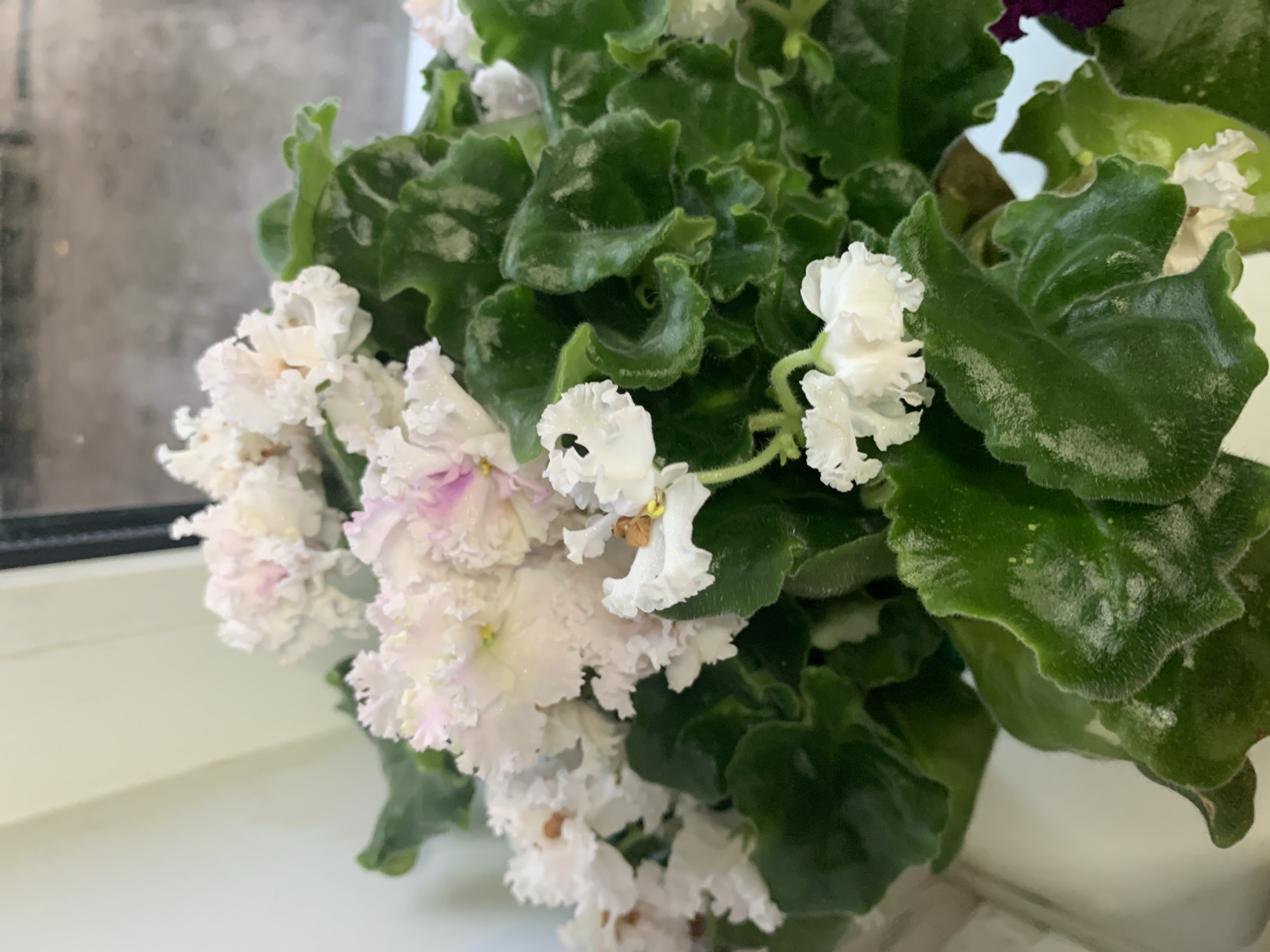 The image shows a close-up of a flowering African violet plant. The plant has lush, dark green, velvety leaves with ruffled edges. Numerous white and pale pink flowers, also with ruffled petals, are blooming among the foliage. Some of the flowers have delicate pink tinges at their centers. The texture of the leaves and petals appears soft and slightly fuzzy.
The plant is positioned on a white surface, likely a windowsill, with a blurred background that suggests a window. The light filtering in from the window creates a soft, diffused illumination, hinting at an indoor setting. The overall mood is peaceful and serene, highlighting the natural beauty of the plant. There are no people visible in the image, nor any text. The composition focuses solely on the plant, emphasizing its delicate blooms and textured leaves.