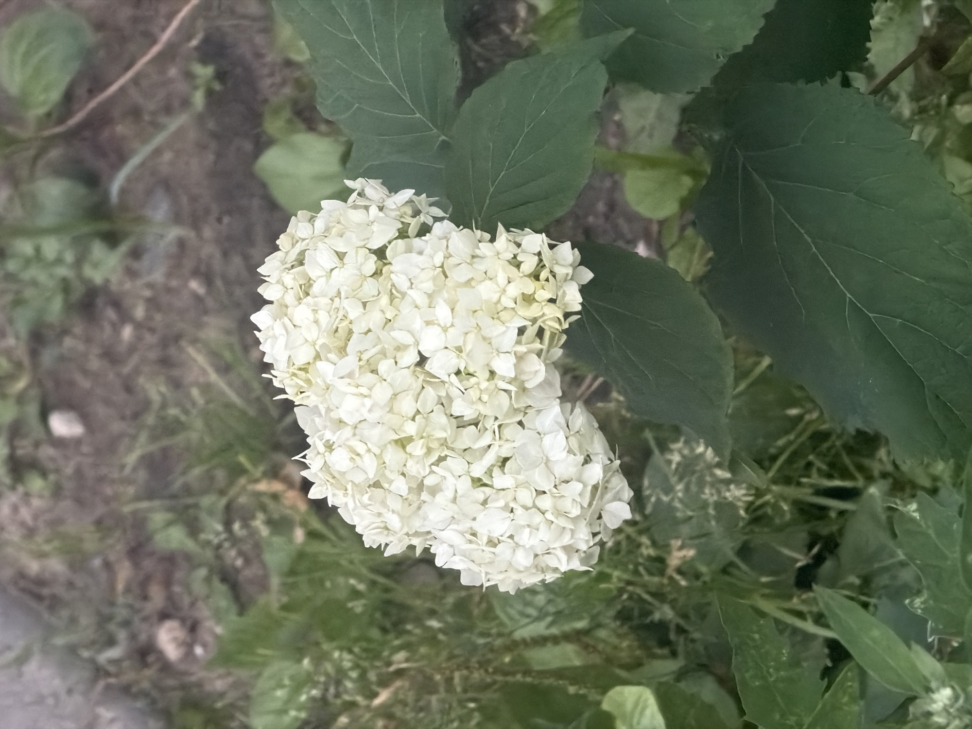 A close-up shot captures a cluster of small, white flowers, likely hydrangeas, against a blurred background of green foliage and dark soil. The flowers are tightly packed, forming a rounded shape. Several large, dark green leaves are visible in the foreground and to the right, their veins clearly defined. The overall impression is that of a garden plant in a natural setting. The specific location in Novosibirsk, Russia, cannot be determined from the visual information provided.