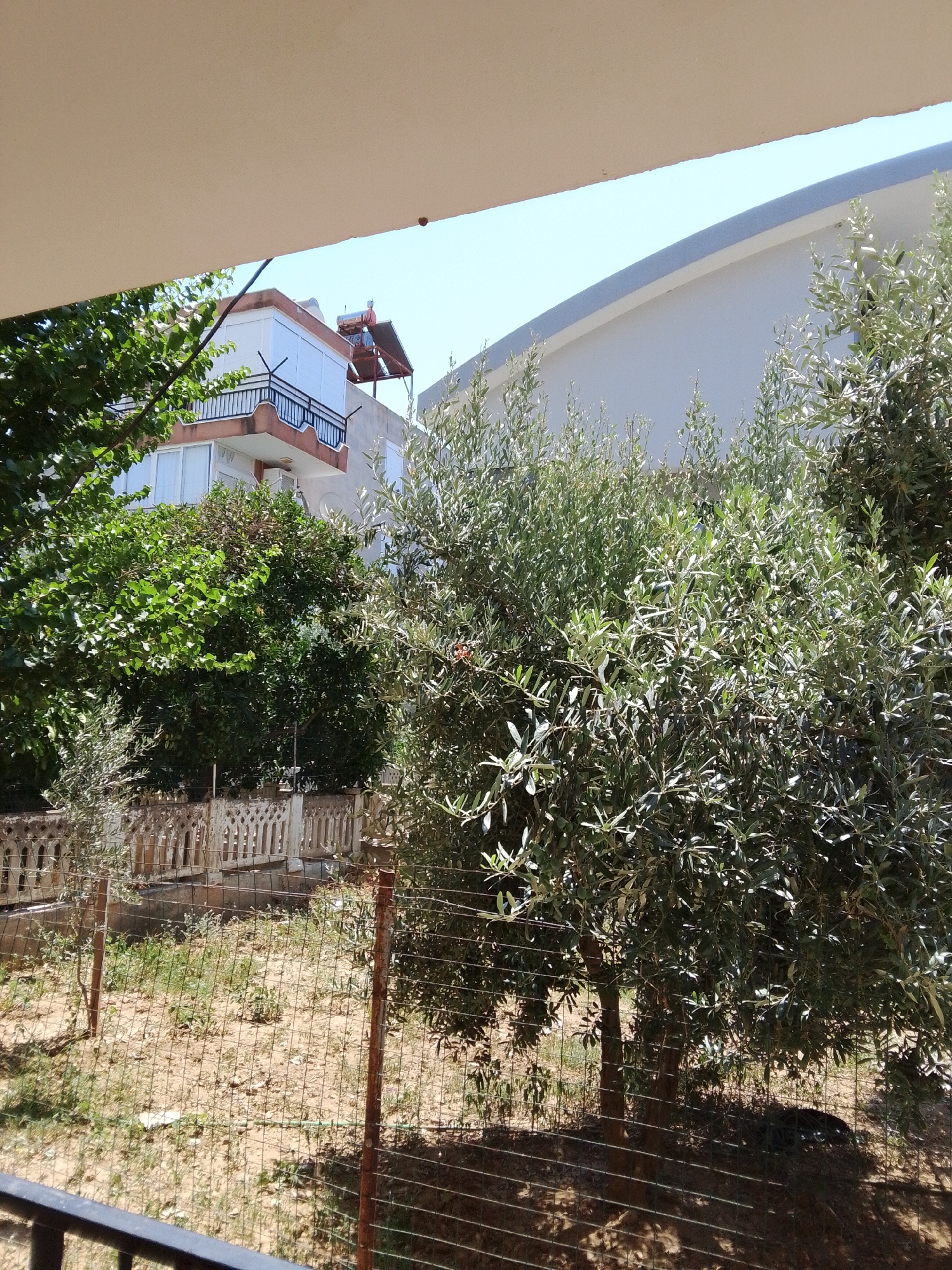 The image depicts a view from a balcony or window, looking out onto a yard with olive trees and a building in the background. The scene is set in Manavgat, Turkey. In the foreground, a black railing suggests the perspective is from a sheltered area. The yard itself is dry and sandy, with sparse green vegetation and a wire fence. Two olive trees are prominent in the mid-ground, their branches laden with leaves. Behind the trees, a decorative, light-colored fence with arched openings separates the yard from a paved area. Further in the background, a multi-story building is visible. It has a light-colored facade, balconies with black railings, and white shutters. On the rooftop of this building, a solar water heater is installed. To the right of this building, another larger, modern white building with a grey trim is partially visible. The sky is clear and blue.