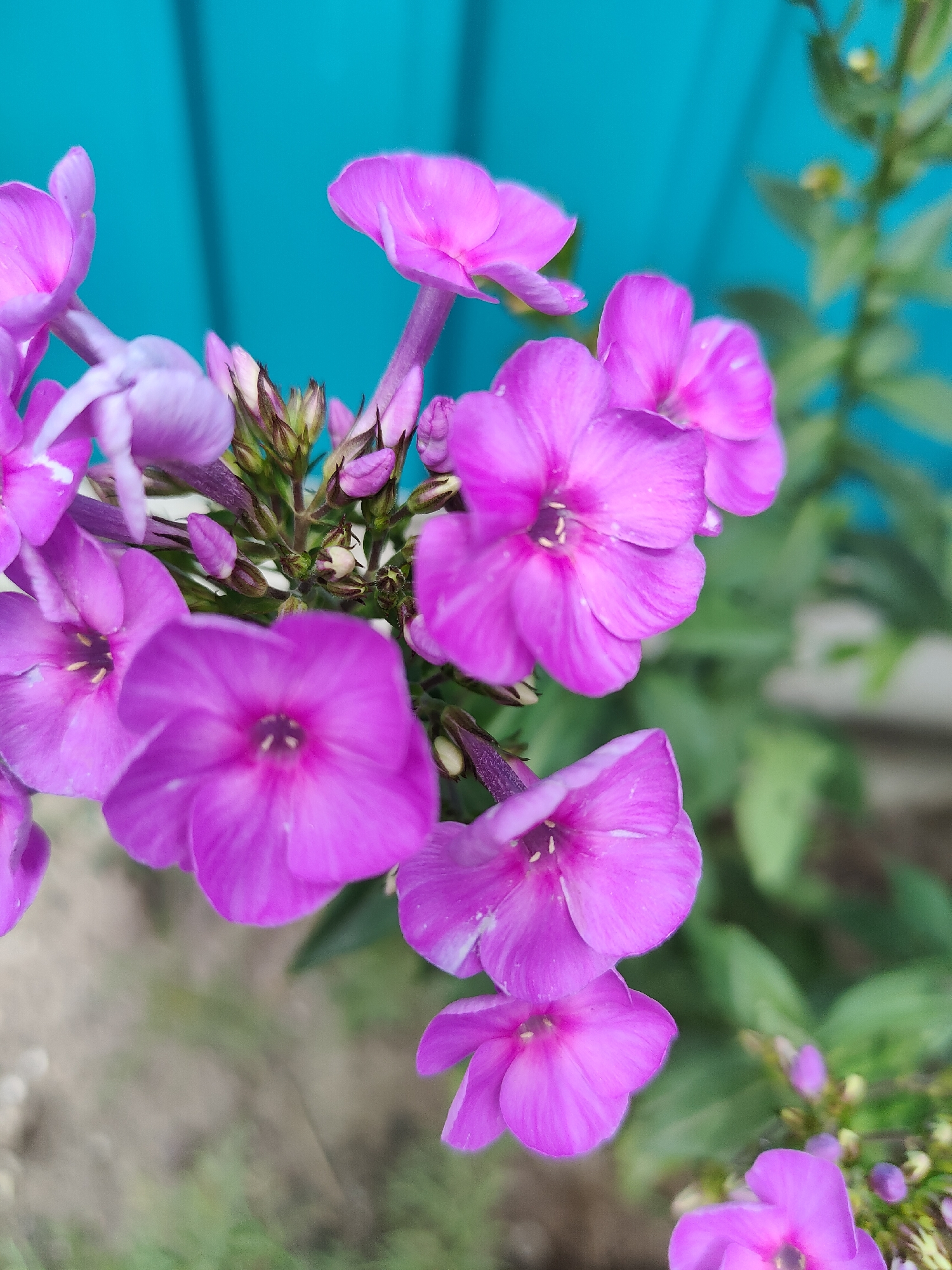 A close-up, low-angle shot showcases several vibrant pink phlox flowers in bloom against a blurred background of a bright turquoise fence and green foliage. The flowers are the primary focus, with intricate details of their petals and stamens visible. Several buds are also present, suggesting ongoing blooming. The scene appears to be outdoors, likely in a garden or residential area, with a hint of dry earth at the bottom of the frame. The lighting suggests it is daytime. The image was taken in Jaña Būqtyrma, Kazakhstan.