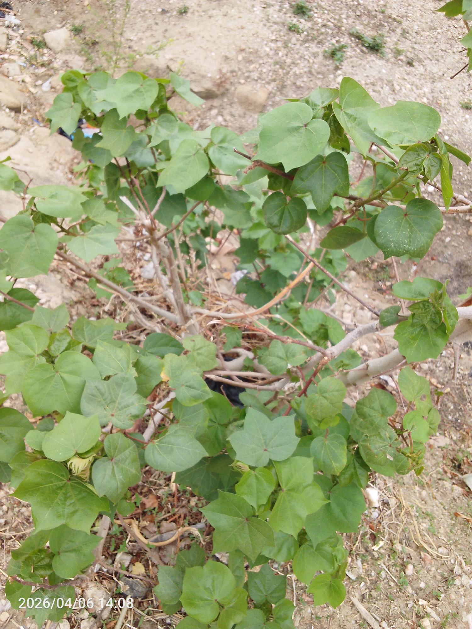 The image depicts a cotton plant with multiple green leaves and brown stems in Lokoja, Nigeria. The plant grows in a dry, earthen environment with some scattered vegetation and small rocks. The date and time "2026/04/06 14:08" are visible in the lower left corner of the image. There are no people visible in the image. The central subject is the cotton plant. The predominant action is the plant's growth. There are no evident interactions in the scene.