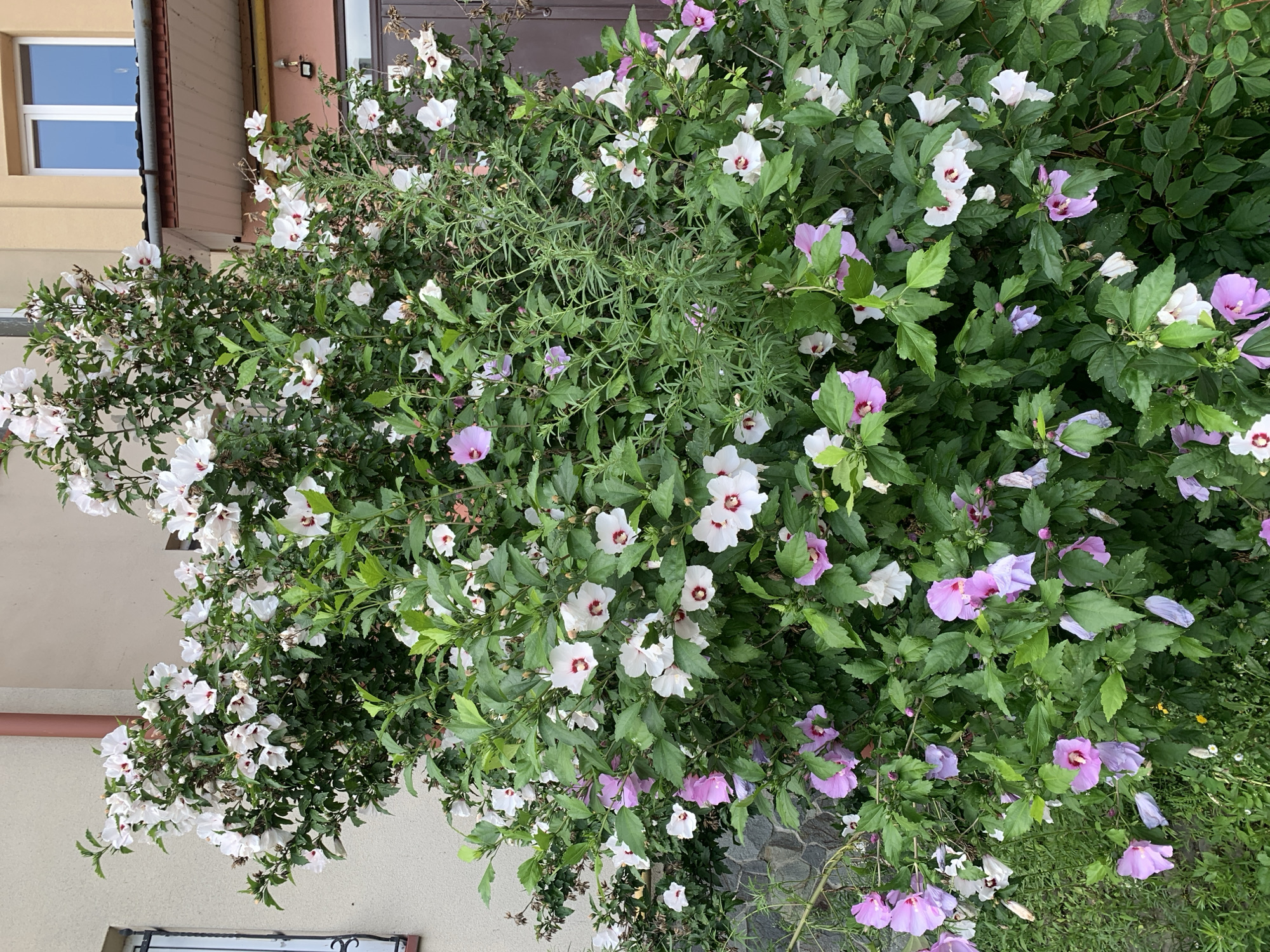 A mature flowering hibiscus bush, displaying numerous white and pink blooms with dark red centers, is situated in front of a light-colored building with beige and yellow sections. The building features a white-framed window with a brown gutter above it and a dark brown door. The bush is dense with green foliage and stands on a paved area adjacent to a stone wall and grass. The setting appears to be an outdoor urban environment. The specific location is identified as Kolomyia, Ukraine.