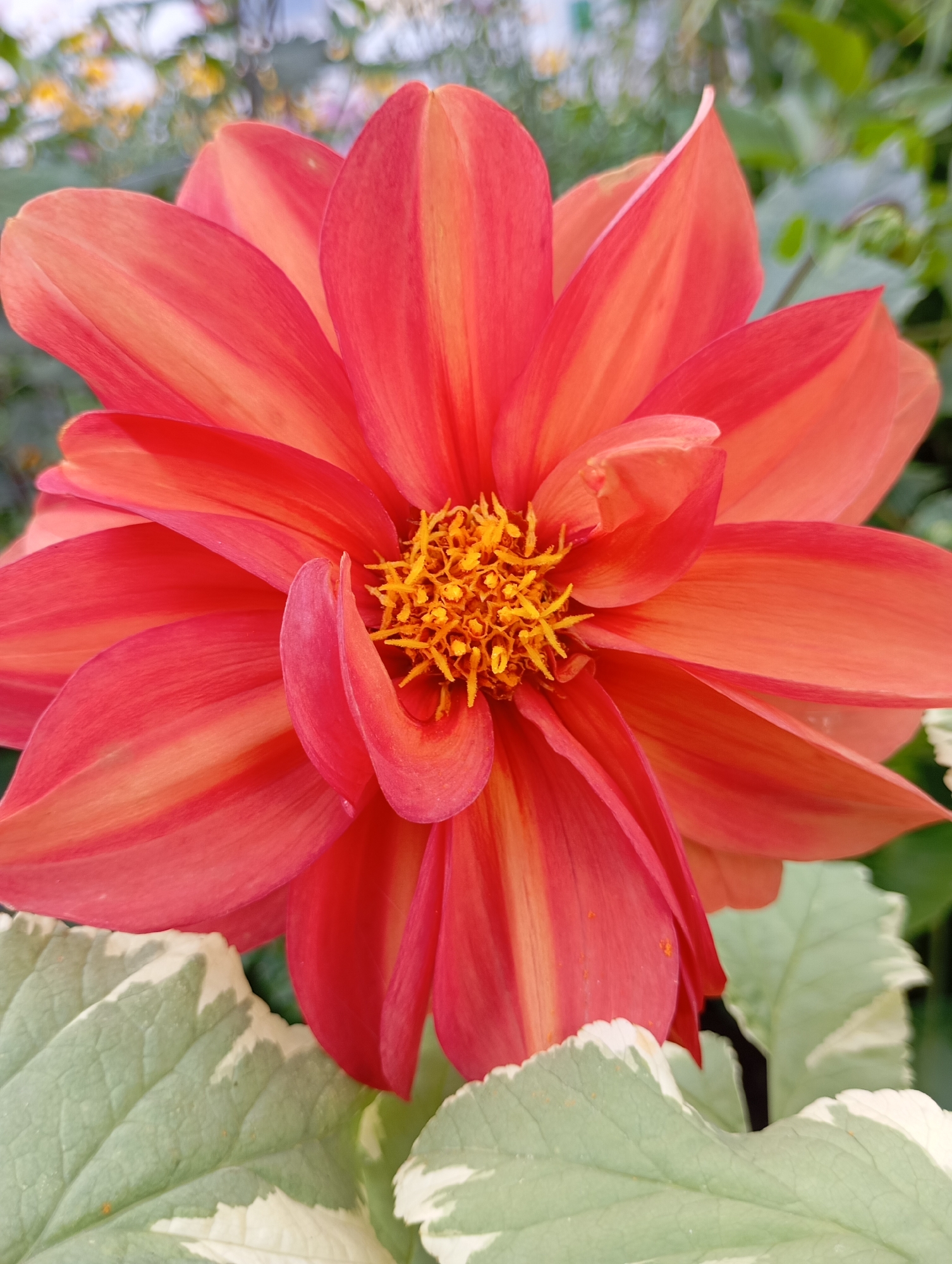 A close-up, vertical shot captures a vibrant, orange-red dahlia flower in full bloom, its layered petals radiating outwards. The center of the flower displays a cluster of yellow stamens. In the foreground, partially visible, are variegated leaves with white edges and green centers, adding a contrasting texture and color. The background is softly blurred, with hints of green foliage and possibly other flowers, suggesting a garden setting. The lighting is natural, highlighting the delicate details and colors of the dahlia. There is no indication of a specific location in Chaikovsky, Russia, or any people present in the image.