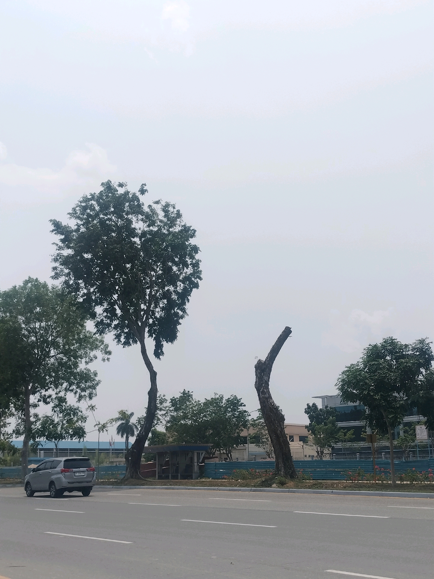 In Batam, Indonesia, a silver SUV drives on a paved road with white lane markings. To the left of the road, a cluster of trees provides shade, with a larger, leafy tree dominating the center of the frame. To the right, a solitary, weathered tree trunk stands tall, its branches long gone. Beyond the trees, a low-rise structure with a blue roof is visible, and further in the distance, a modern building with a glass facade rises against a pale, overcast sky. A turquoise fence runs along the edge of the road, with a line of flowering bushes below it.