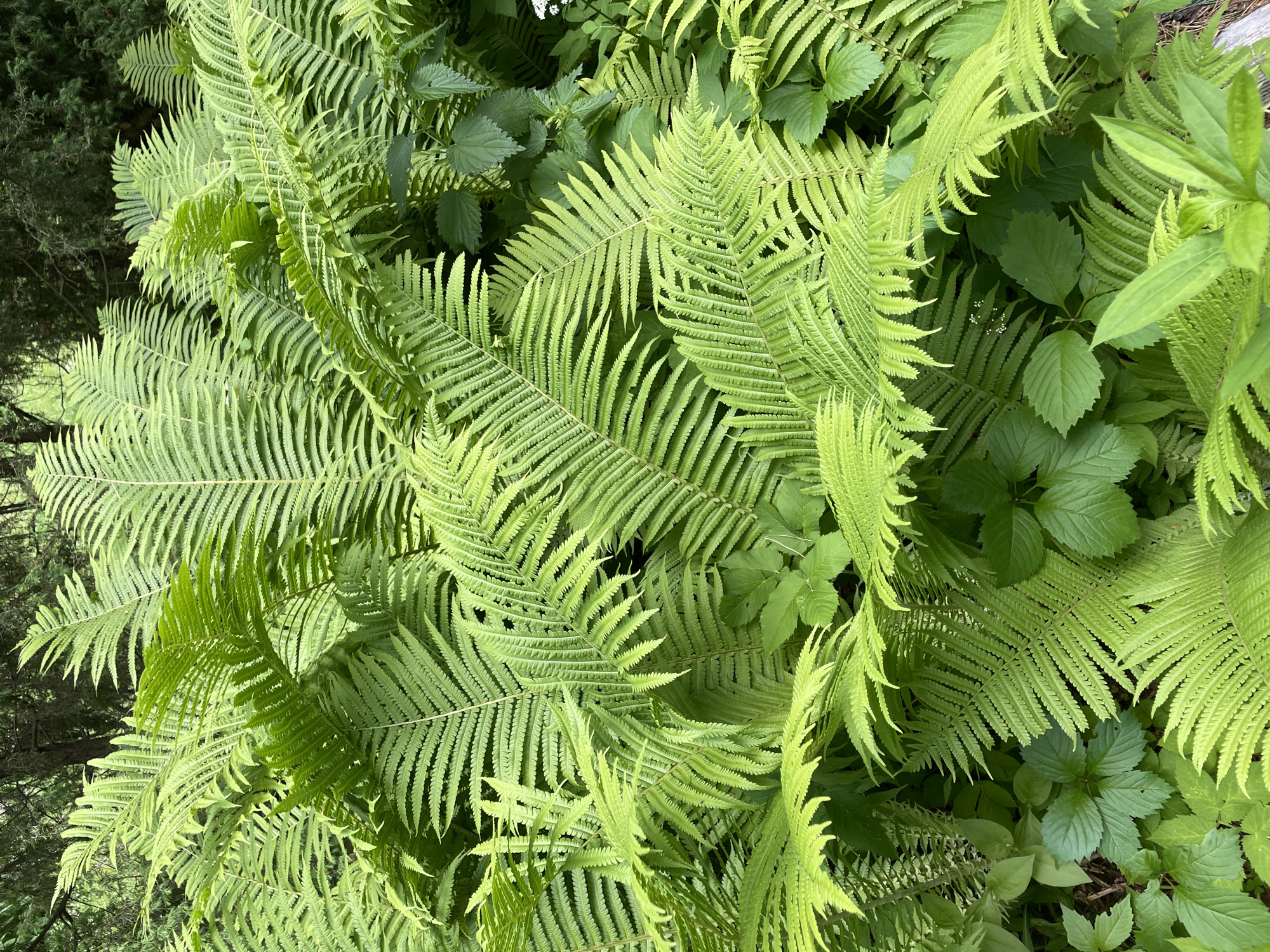 A close-up, overhead view shows a dense cluster of lush green ferns in an outdoor setting. The ferns are the dominant element, with their fronds overlapping and creating a textured, layered appearance. Some of the fronds are a bright, vibrant green, while others are slightly darker. Interspersed among the ferns are smaller, broader green leaves. The background is blurred, suggesting trees and foliage, hinting at a wooded or garden environment. The lighting is natural, creating subtle shadows and highlights on the leaves. No people or specific city locations are identifiable.