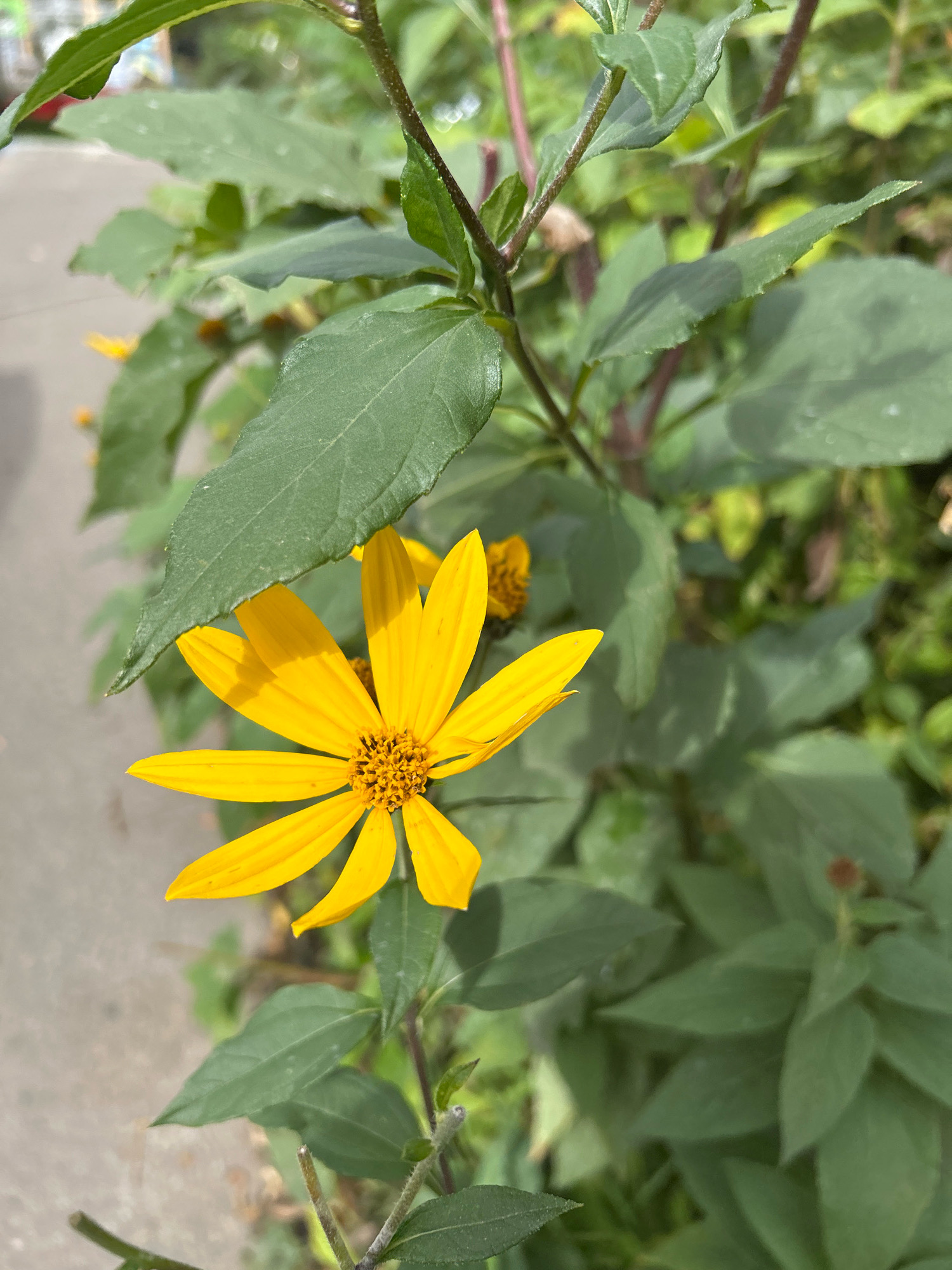 A close-up, eye-level shot captures a single, bright yellow flower with pointed petals, partially obscured by a large green leaf, set against a backdrop of lush green foliage. The flower's center is a cluster of small, dark florets. In the blurred background, a paved surface, possibly a sidewalk or road, is visible. The image does not contain any people, actions, or interactions. The setting is consistent with an outdoor urban environment, but its specific location within Moscow, Russia cannot be determined from the visual information provided.