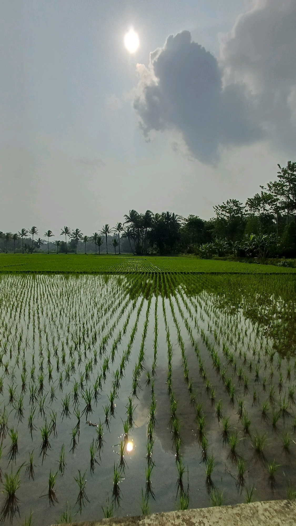 A bright, slightly hazy sun is visible in the upper left quadrant of the sky, partially obscured by a large, dark cloud. Below the sky, a vast, flooded rice paddy stretches into the distance. Rows of young, bright green rice plants are neatly planted in the shallow water, creating a striking pattern. The water reflects the sky, the clouds, and the sun, creating a shimmering, distorted mirror image of the scene above. In the mid-ground, a line of palm trees and denser foliage forms a natural backdrop to the rice fields. The overall impression is one of serene natural beauty in a rural setting. The location is identified as Pendowo, Indonesia. There are no people or animals visible in the image.