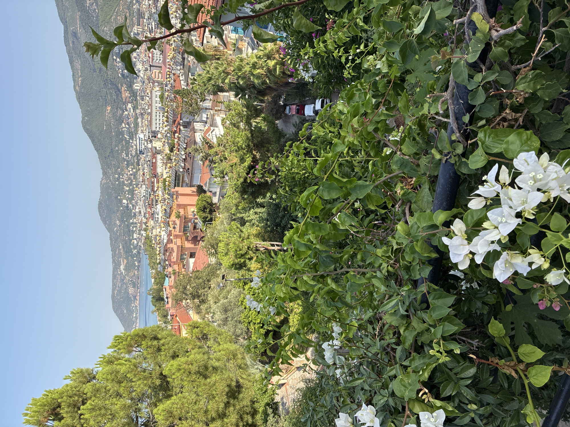 A high-angle shot captures a verdant hillside overlooking the city of Alanya, Turkey. In the foreground, a dense arrangement of green foliage, accented by clusters of delicate white flowers, cascades down, partially obscuring a black pipe. The lush vegetation transitions into a more scattered display of trees and shrubs as the view descends towards the city.
The urban landscape unfolds below, a tapestry of buildings with terracotta roofs and white facades, interspersed with palm trees and other greenery. Some rooftops are equipped with solar panels, indicating a modern aspect to the city. A narrow road winds through the urban expanse, with several cars, including a red, a white, and a darker colored vehicle, parked in a line.
Beyond the city, the turquoise waters of the Mediterranean Sea gleam under a clear blue sky. In the distance, a majestic mountain range forms the backdrop, its slopes dotted with buildings and shrouded in a light haze, hinting at the vastness of the landscape surrounding Alanya. The overall scene conveys a sense of tranquility and a harmonious blend of nature and urban life.
