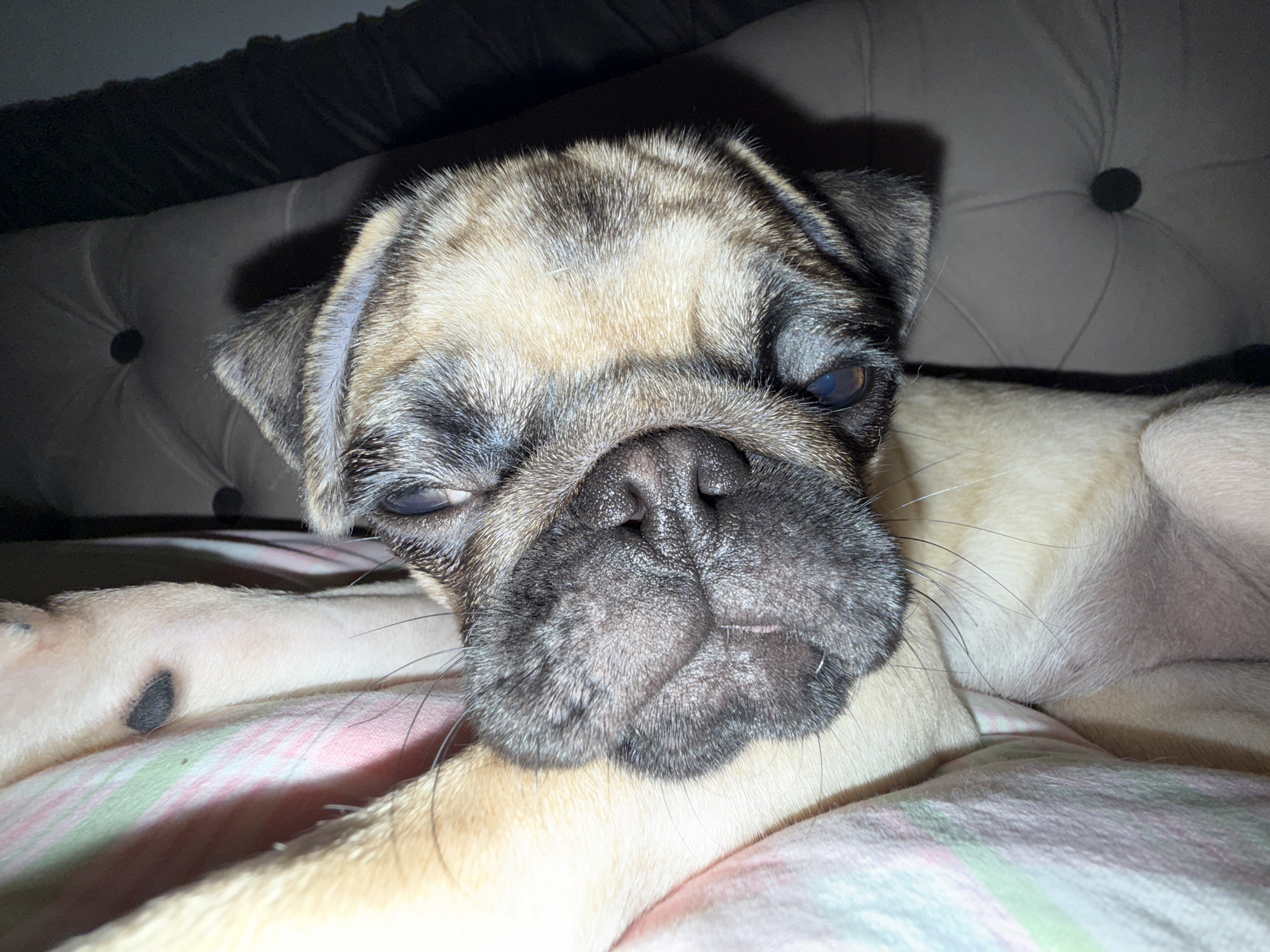 A close-up, slightly tilted, medium shot captures a pug dog resting on a patterned blanket. The dog's face is the primary focus, with its eyes partially closed, and its snout wrinkled. Its fur is a mix of tan and black markings. The background features a tufted upholstered surface, likely a bed or sofa, and a dark, out-of-focus area. The lighting is dim, creating shadows. No identifiable city or specific location information is present.