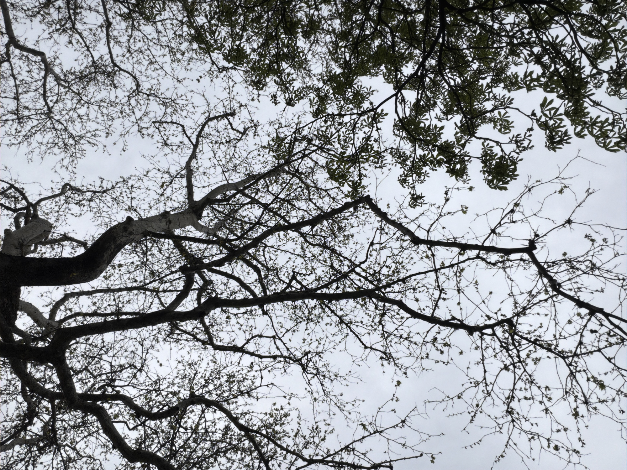The image is a low-angle shot of tree branches against a grey sky. The branches are mostly bare, with a few small green leaves emerging. The scene is likely in Plovdiv, Bulgaria, but specific location details are not discernible from the image itself. No people are visible. The focus is on the bare tree structure and the sky.