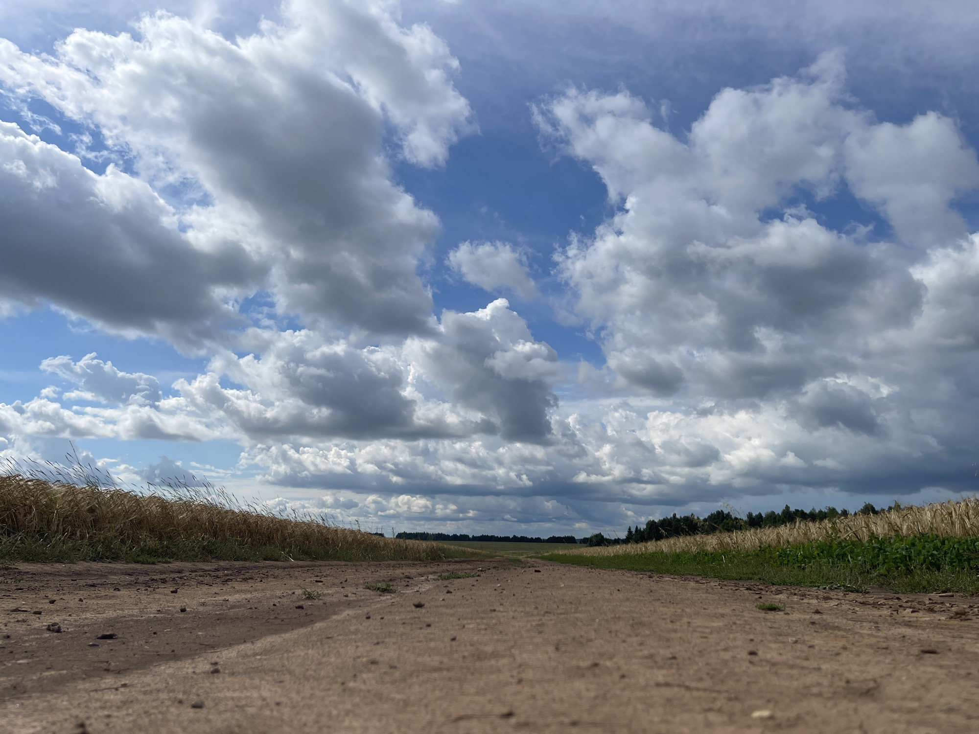 The image depicts a low-angle view of a dirt road receding into the distance, flanked by fields of dry grass and wheat on either side. The sky is filled with dramatic, fluffy white and gray clouds against a bright blue backdrop. In the far distance, a line of trees marks the horizon. The scene appears to be in a rural setting, likely a field or country road. The location is Maksimovo, Russia. There are no people or animals visible in the image.