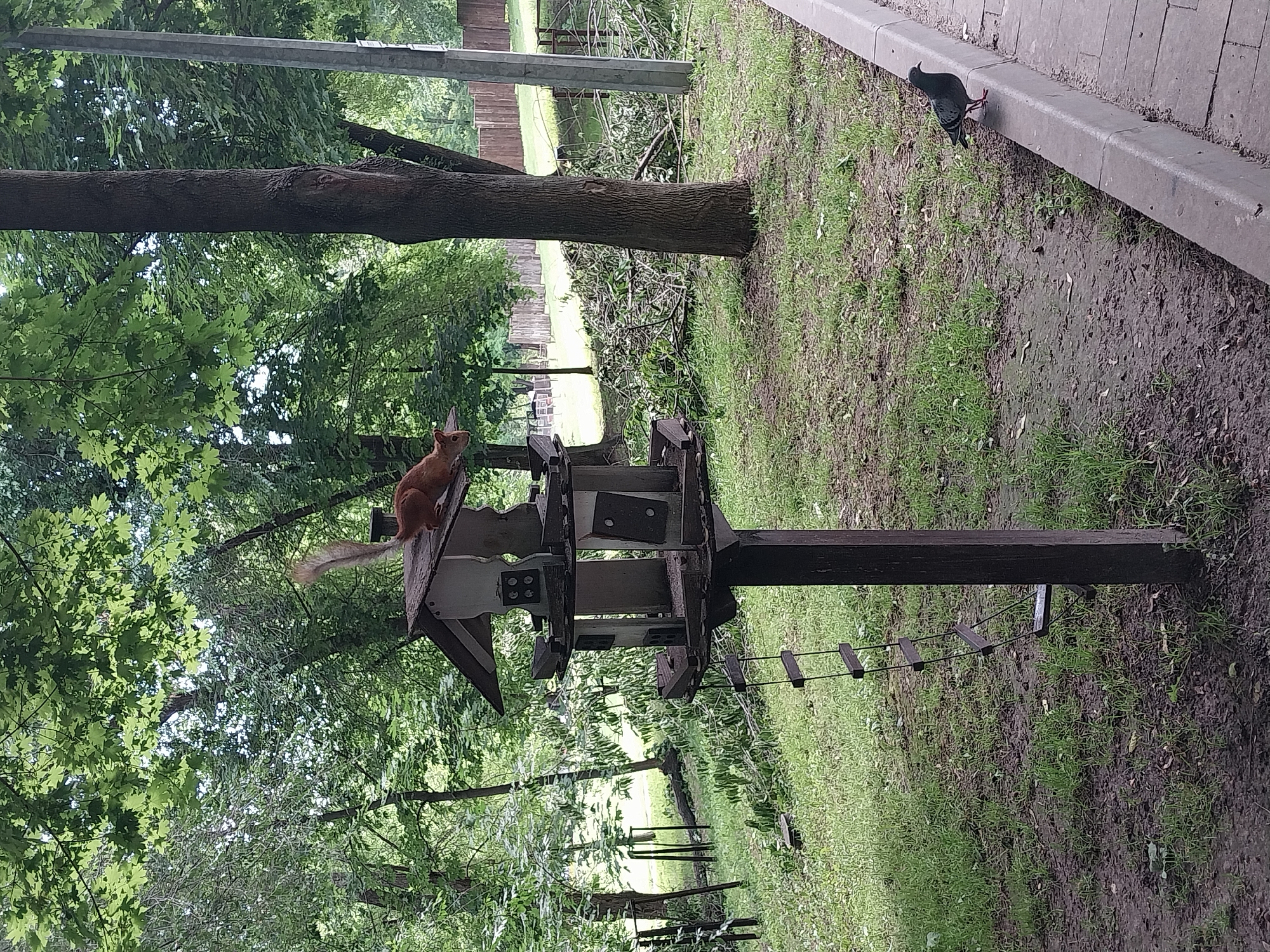 An eye-level, medium shot captures a squirrel on top of a wooden multi-tiered bird feeder, in a park setting. The squirrel, a reddish-brown color, is positioned on the peak of the feeder's roof, its tail held high and to the left. The bird feeder itself is a rustic structure with multiple openings and a small wooden ladder attached to its side. It stands on a thick wooden post, surrounded by green grass and dirt. In the background, a thick forest with lush green trees provides a dense canopy. A tall, dark tree trunk is prominent in the middle right of the frame. A grey pigeon stands on a paved walkway to the right of the feeder, facing left. The ground around the feeder is covered in grass and patches of bare earth, with scattered fallen leaves and twigs. A wooden fence is visible in the distance behind the trees. The scene appears to be a natural, outdoor environment, possibly a park in Dnipro, Ukraine, given the commonality of such setups and the presence of urban wildlife.