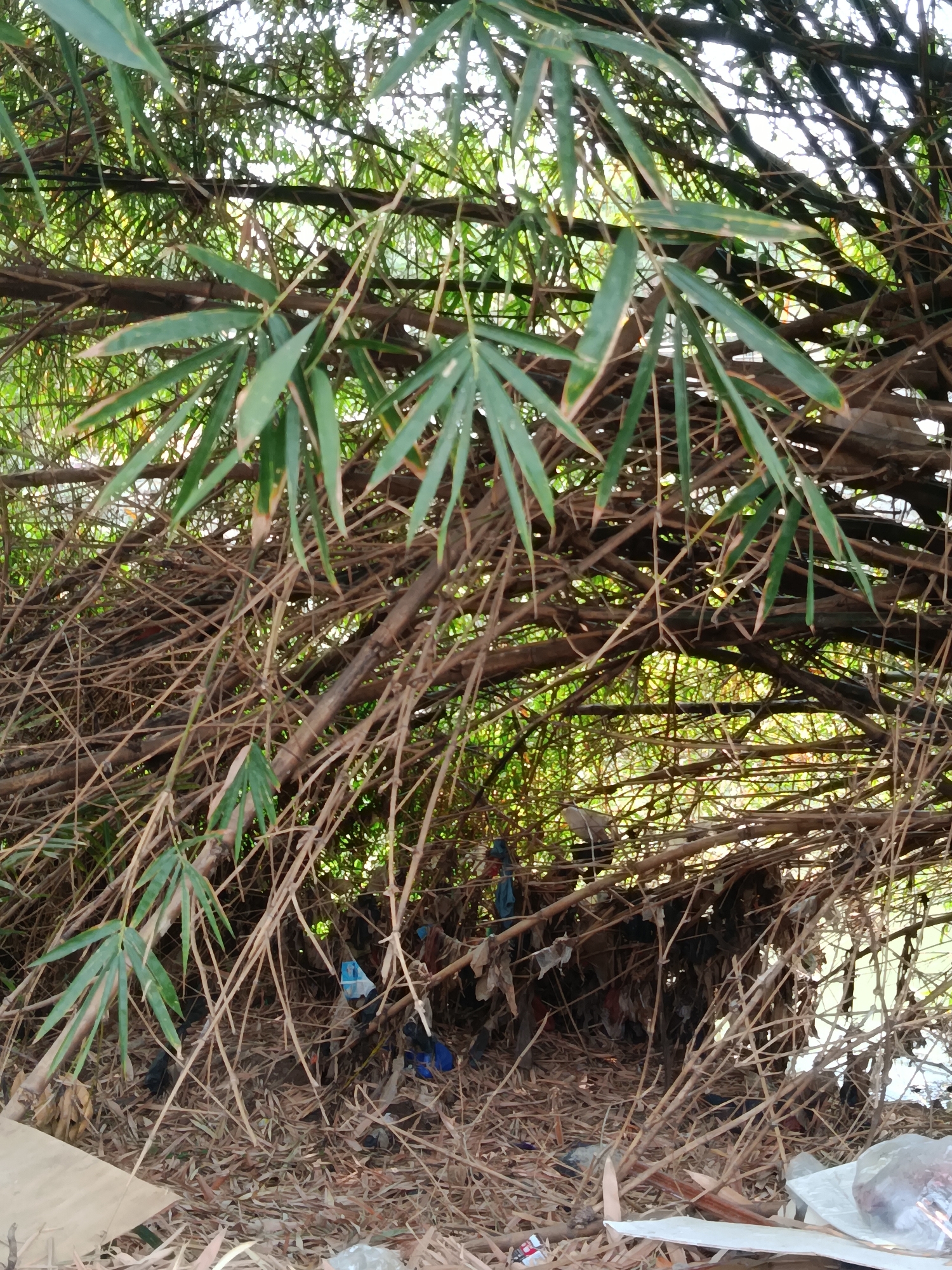 The image depicts a dense thicket of bamboo trees with dry bamboo stalks and leaves covering the ground. Scattered amongst the natural debris are various pieces of trash, including plastic bags and wrappers. The scene appears to be located in Wanasari, Indonesia.