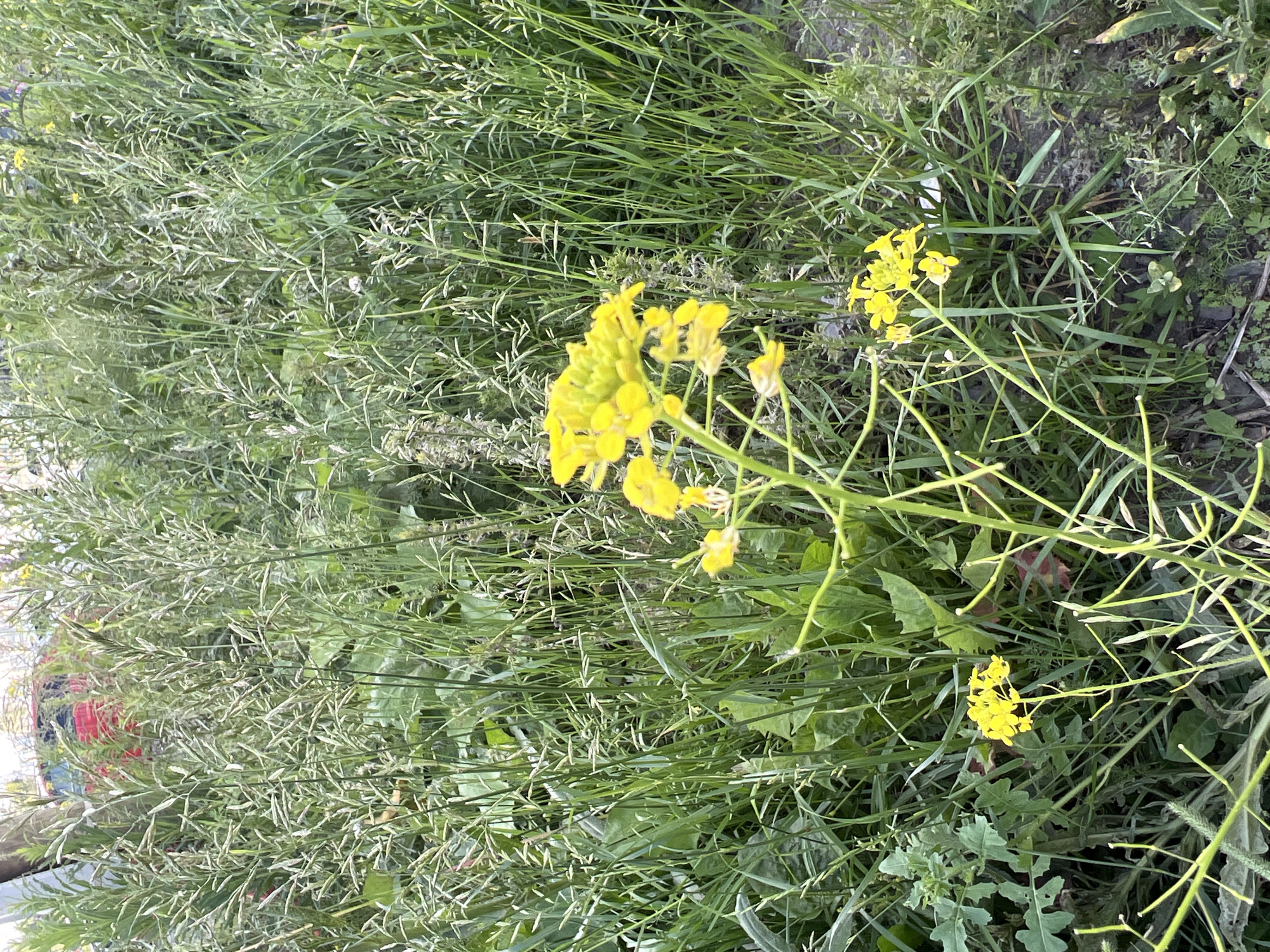 A close-up, ground-level shot captures a cluster of bright yellow flowers in sharp focus against a blurred background of tall, green grasses and vegetation. The flowers are arranged in a spray-like formation on thin, green stems. In the upper left background, a portion of a red vehicle is visible, suggesting an urban or semi-urban environment. The lighting appears to be natural, with a soft, diffused quality, indicating it might be daytime. The scene depicts a small patch of nature, possibly a roadside verge or a neglected garden area, within the city of Yekaterinburg, Russia.