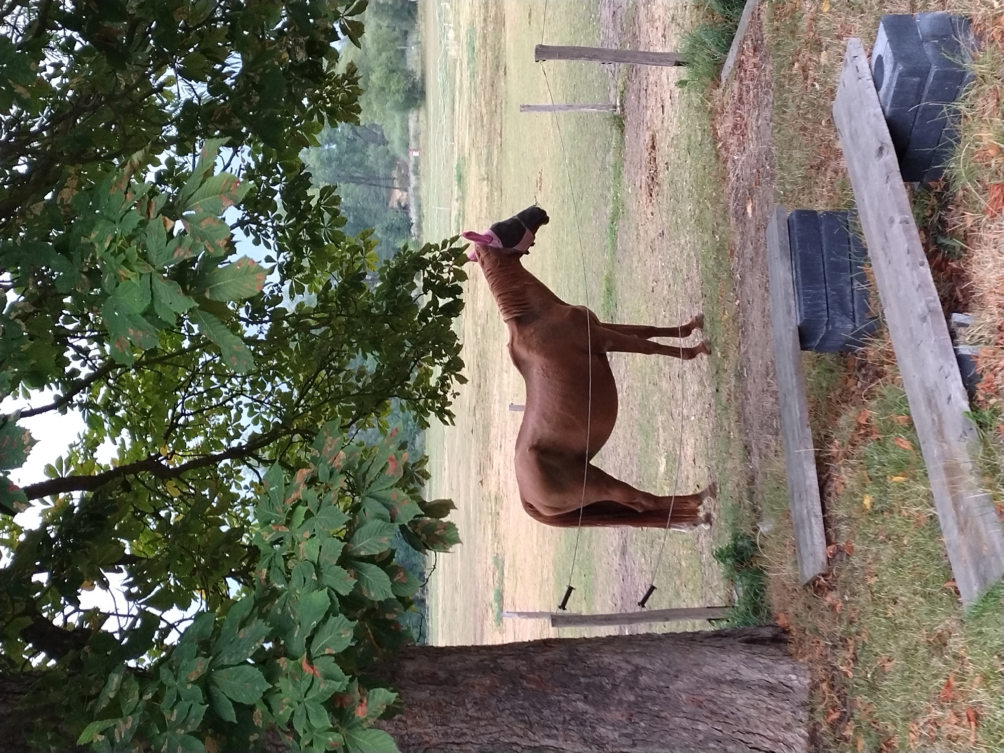 The image depicts a brown horse standing in a field near a tree in Dobev, Czechia. The horse is wearing a dark fly mask and a pink fly bonnet. A wire fence runs horizontally across the middle of the frame. In the foreground, two wooden planks are placed on stacks of gray bricks, creating makeshift benches. The ground is covered in dry grass and fallen leaves. The background shows a grassy field with distant trees and a cloudy sky.