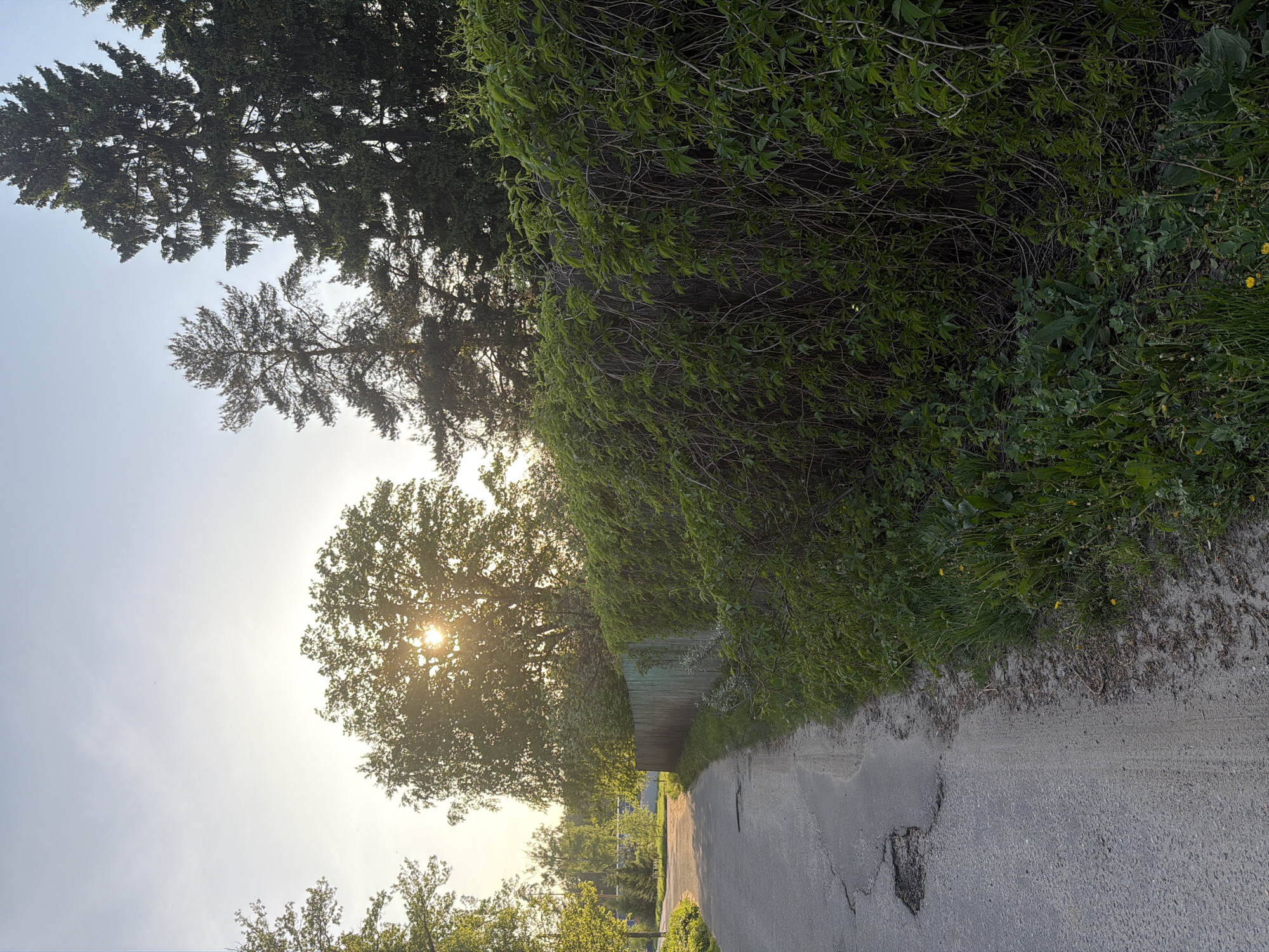 A sun-drenched paved road leads into the distance, bordered by lush greenery and a weathered wooden fence. A large, leafy tree obscures the sun, creating a starburst effect. Above, two tall evergreen trees tower against a pale blue sky. The location is unknown.