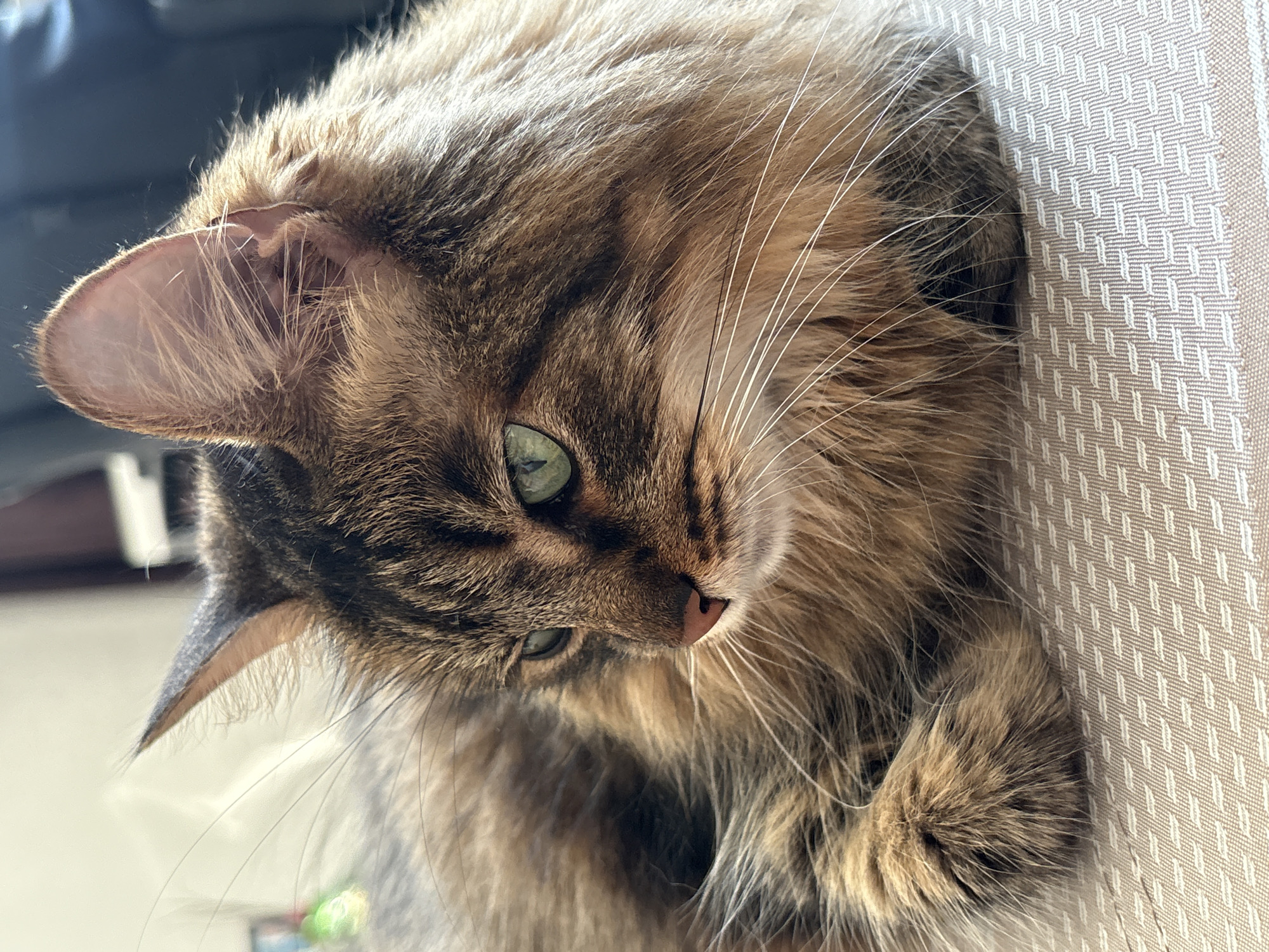 A close-up, eye-level, medium shot captures a domestic cat with brown and black tabby fur and striking green eyes, resting on a textured, light-colored surface. The cat's head is turned to the left, with its nose pointing slightly downwards and its ears alert. The background is blurred, with hints of indoor lighting and furniture. The image is devoid of any specific landmarks or clues that would indicate its location in Babruysk, Belarus.