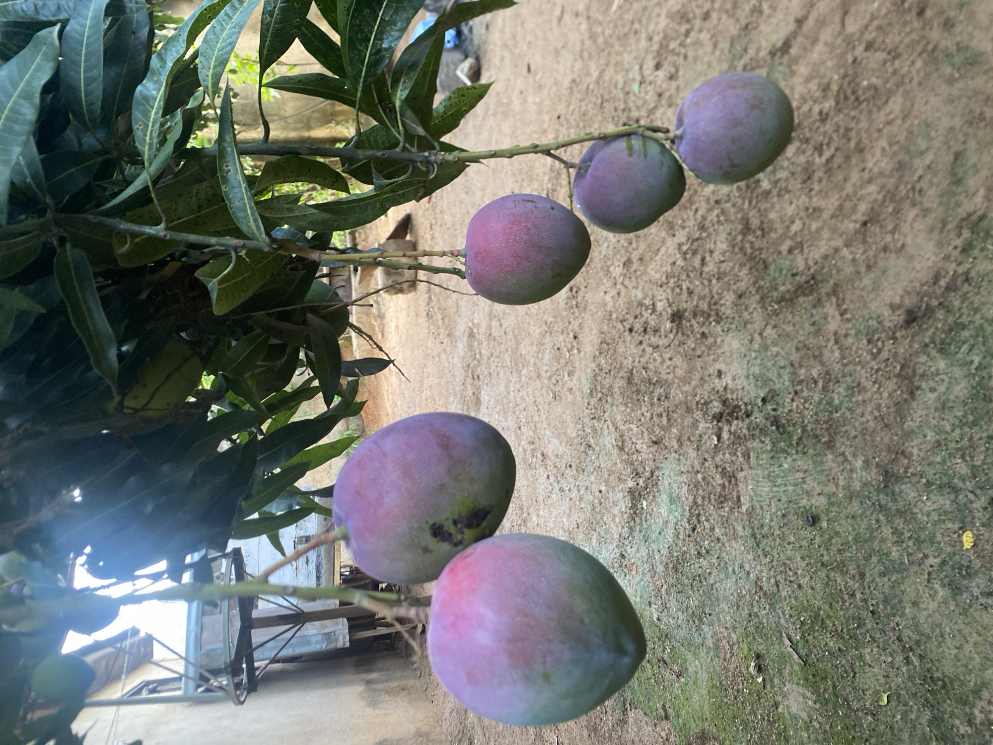 The image depicts a mango tree branch laden with ripening mangoes in Bukuru, Nigeria. The foreground shows two mangoes still attached to the branch, with a light green and pinkish-red coloration. Above these, four more mangoes hang from the branch, progressively transitioning from green to a darker purple-red hue. The leaves of the mango tree are dark green and visible throughout the frame. The ground is a mixture of soil and mossy patches. A blurred structure, possibly a cart, is visible on the left side of the image. In the background, a wall or fence can be seen. The image suggests a natural, outdoor environment in a residential area.