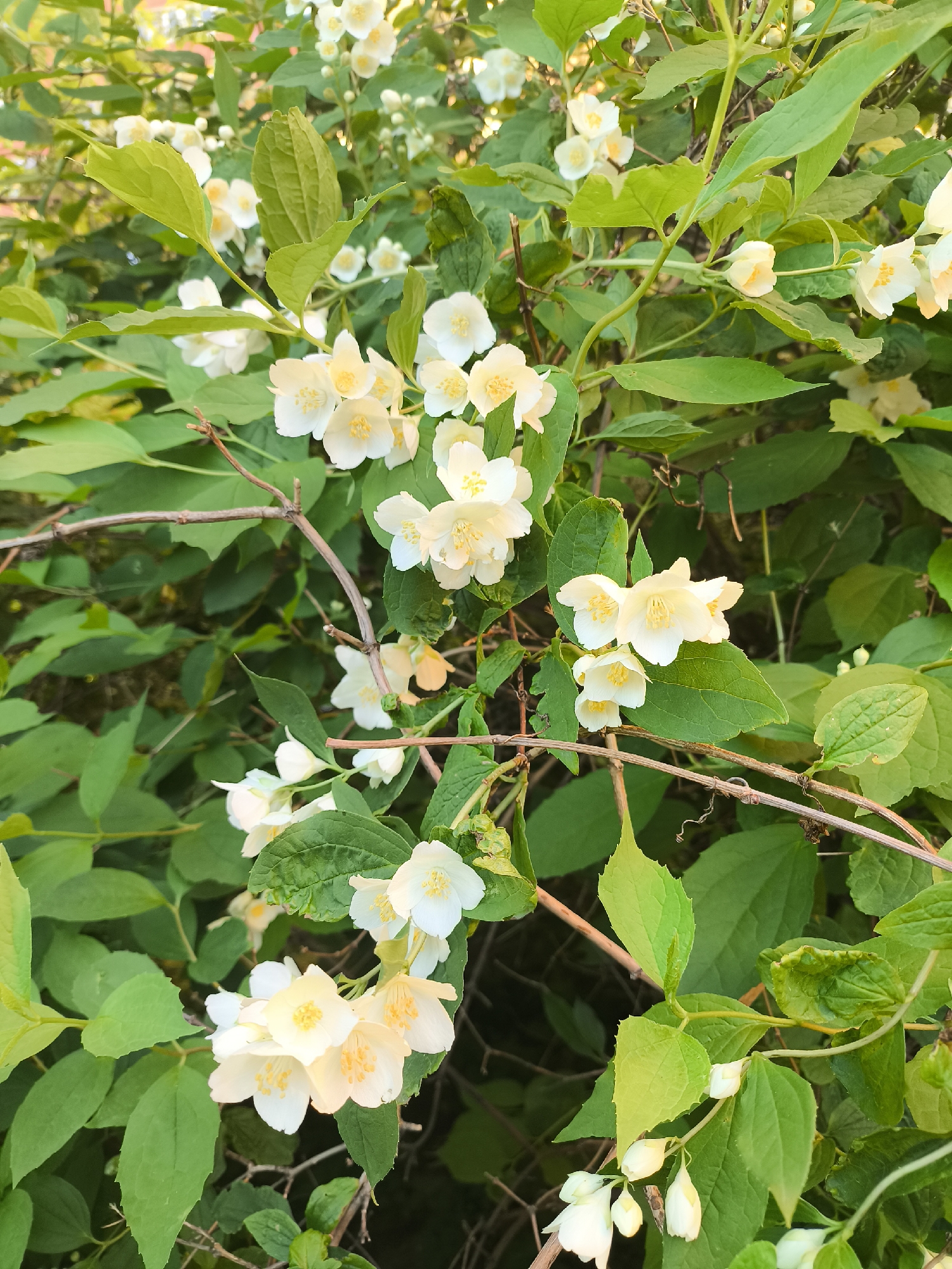 The image presents a detailed close-up of a flowering shrub, abundant with white blossoms and lush green foliage. The dominant subjects are numerous small, white flowers, each featuring five petals and distinct yellow stamens at its center, indicating they are in full bloom. Some flowers appear as tightly closed buds, particularly noticeable towards the bottom of the frame, alongside open blooms.
The plant's leaves are a vibrant green, varying in shade from lighter, possibly newer growth, to deeper, more mature tones. They are generally ovate with finely serrated edges. Brown, woody stems and thinner green branches intertwine throughout the dense foliage, providing structure to the shrub.
The background is a soft, out-of-focus blur of similar green leaves and white flowers, suggesting the image captures a section of a larger bush or a dense area of vegetation. The setting appears to be an outdoor natural environment, such as a garden or park, filled with flourishing plant life.
The lighting is bright and natural, characteristic of daytime. There's a gentle, warm glow on some of the petals and leaves, possibly from soft, diffused sunlight or indirect sunlight. The weather appears clear and calm. No people, animals, man-made objects, or visible text are present in the image. The overall impression is one of natural beauty, freshness, and tranquility.