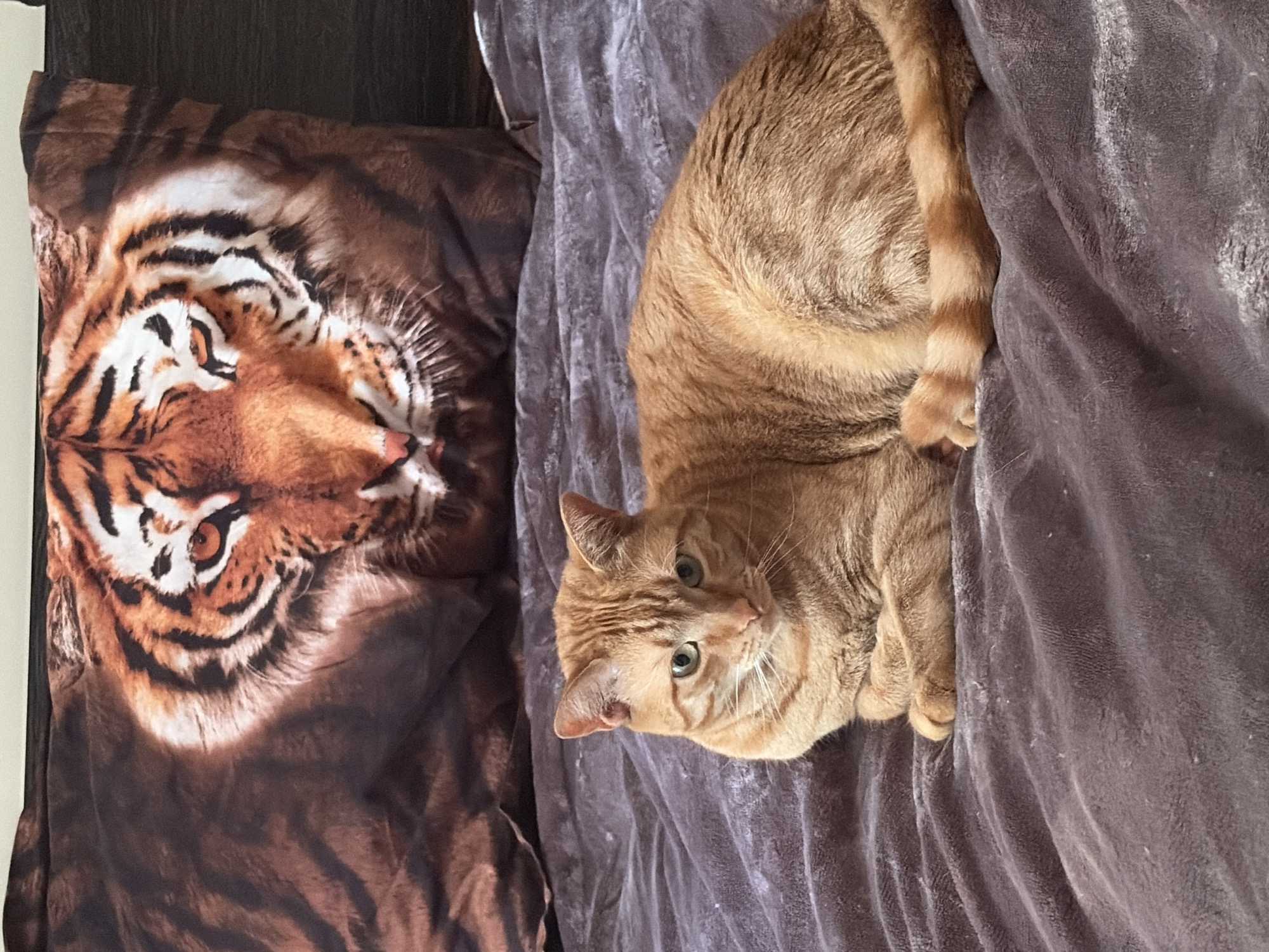 The image depicts an orange tabby cat lying on a gray blanket next to a pillow with a tiger face printed on it. The scene is indoors, likely on a bed or couch. The location is not discernible as Krivina, Bulgaria from this image.