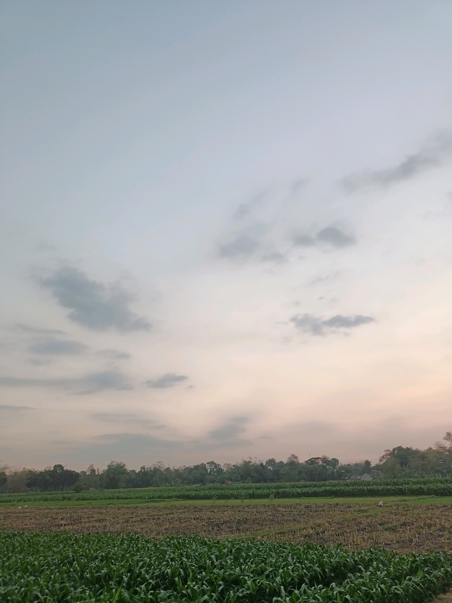 The image depicts an agricultural landscape in the city of Badas, Indonesia. In the foreground, a lush green field of crops, likely corn, dominates the lower portion of the frame. Behind this, a field of harvested stalks, appearing brown and dry, stretches across the middle ground. Further back, a line of trees forms a dense, dark green treeline, punctuated by a few small buildings nestled within. The sky above is a soft gradient of pale blue and peachy hues, with scattered grey clouds. The scene appears to be set during the late afternoon or early evening, given the soft light and the color of the sky. There are no people visible in the image, but a small white object, possibly an animal, is present in the middle ground field.