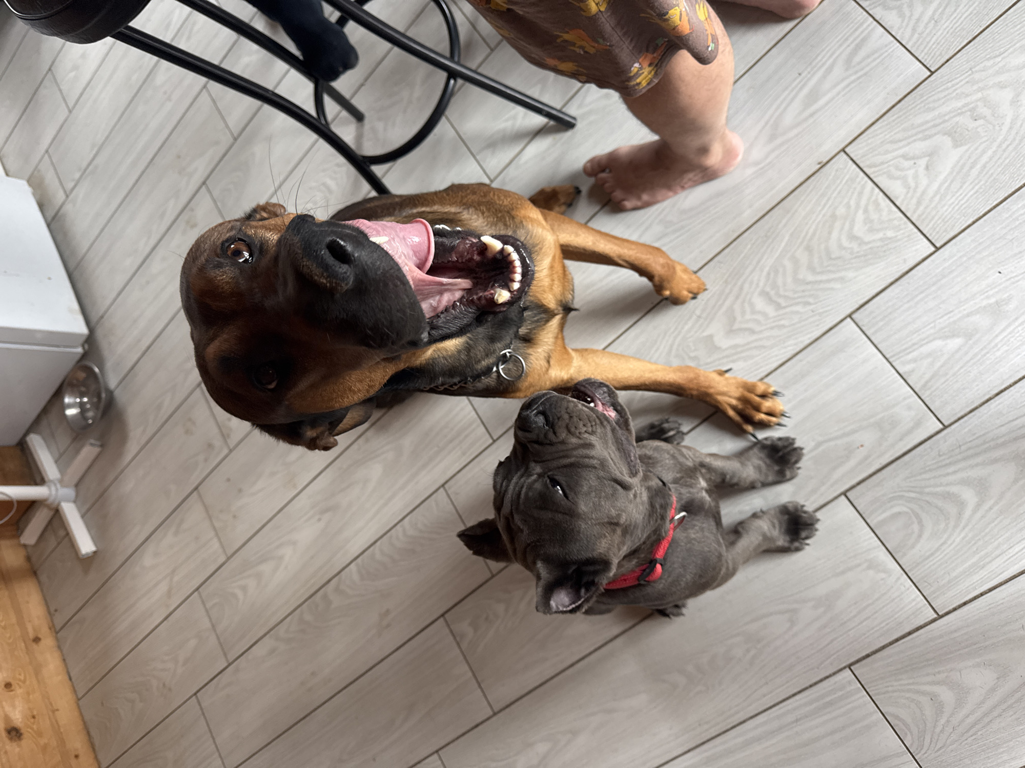The image shows two dogs on a light-colored, wood-patterned floor. The floor appears to be tile or laminate. A tan and brown dog lies on its back with its mouth open, revealing its teeth and pink tongue. A silver-colored dog, wearing a red collar, lies on its back near the tan and brown dog. A portion of a person's leg, with shorts depicting some pattern, is in the upper right corner of the image. A black, metal chair is visible in the upper left. The scene's location is an interior space with a small table partially visible on the lower left.