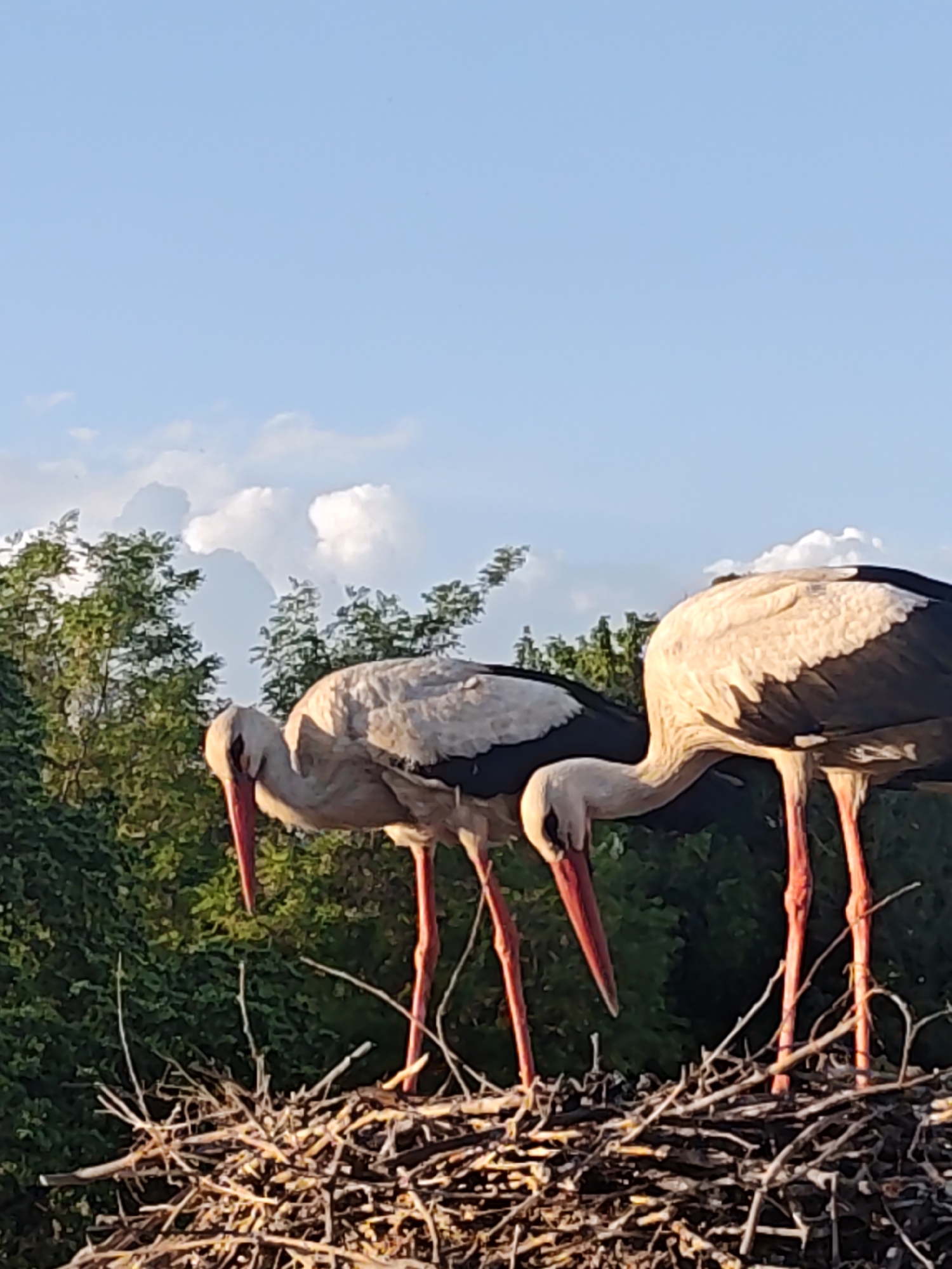 Two white storks are perched in a nest made of twigs. They have long red beaks and legs, and black markings on their bodies. Green trees and a blue sky with white clouds are visible in the background. The location is in the city of Unknown, Unknown.