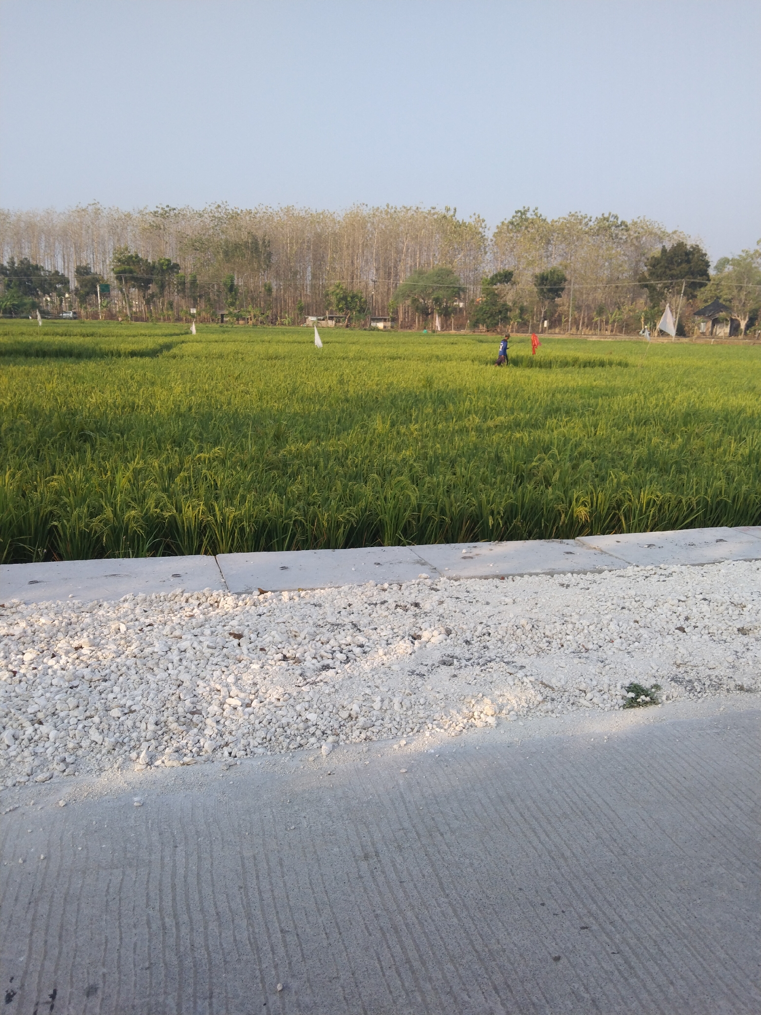 The image depicts a lush green rice field in Growok, Indonesia, bathed in the soft light of what appears to be early morning or late afternoon. The field is extensive, stretching towards a line of trees in the background. In the middle of the field, a person wearing a blue shirt and dark pants is visible, standing amidst the stalks of rice. Nearby, a red flag or piece of cloth is also present. Scattered throughout the field are several white flags, likely used as markers or to deter birds.
In the foreground, a concrete pathway runs diagonally from the bottom right corner towards the left. Adjacent to the concrete, a bed of small, white pebbles is visible. The sky above is a pale, clear blue, suggesting fair weather. The overall scene evokes a sense of rural tranquility and agricultural activity.