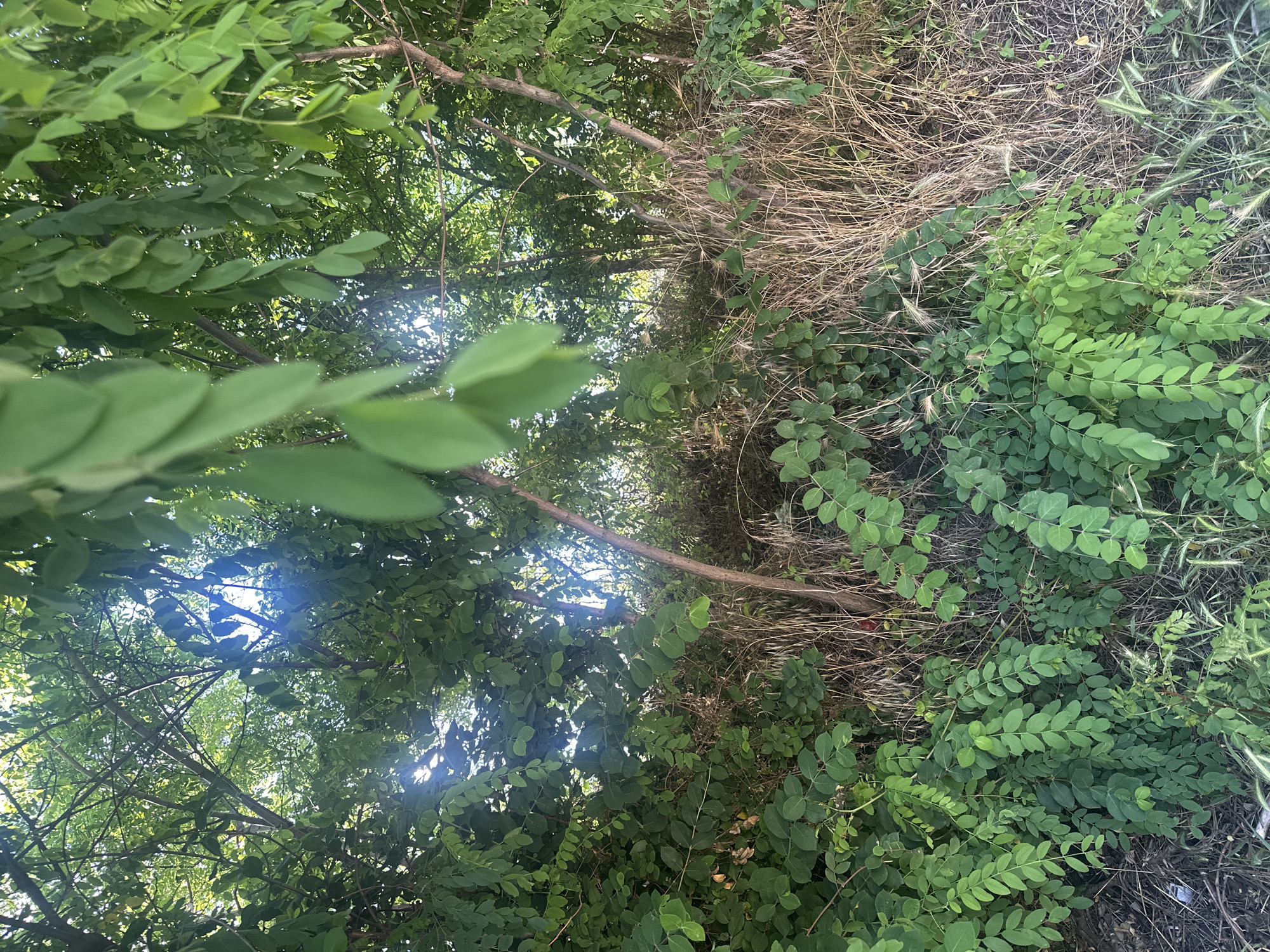 A low-angle medium shot captures a dense thicket of greenery, with sunlight filtering through the leaves from the upper left. The foreground is dominated by vibrant green leaves and stems, with some dried grass and foliage interspersed. Two slender tree trunks, one lighter brown and the other darker, rise from the dense undergrowth. The background consists of more foliage and branches, creating a sense of depth. The scene is set in a natural, overgrown environment.