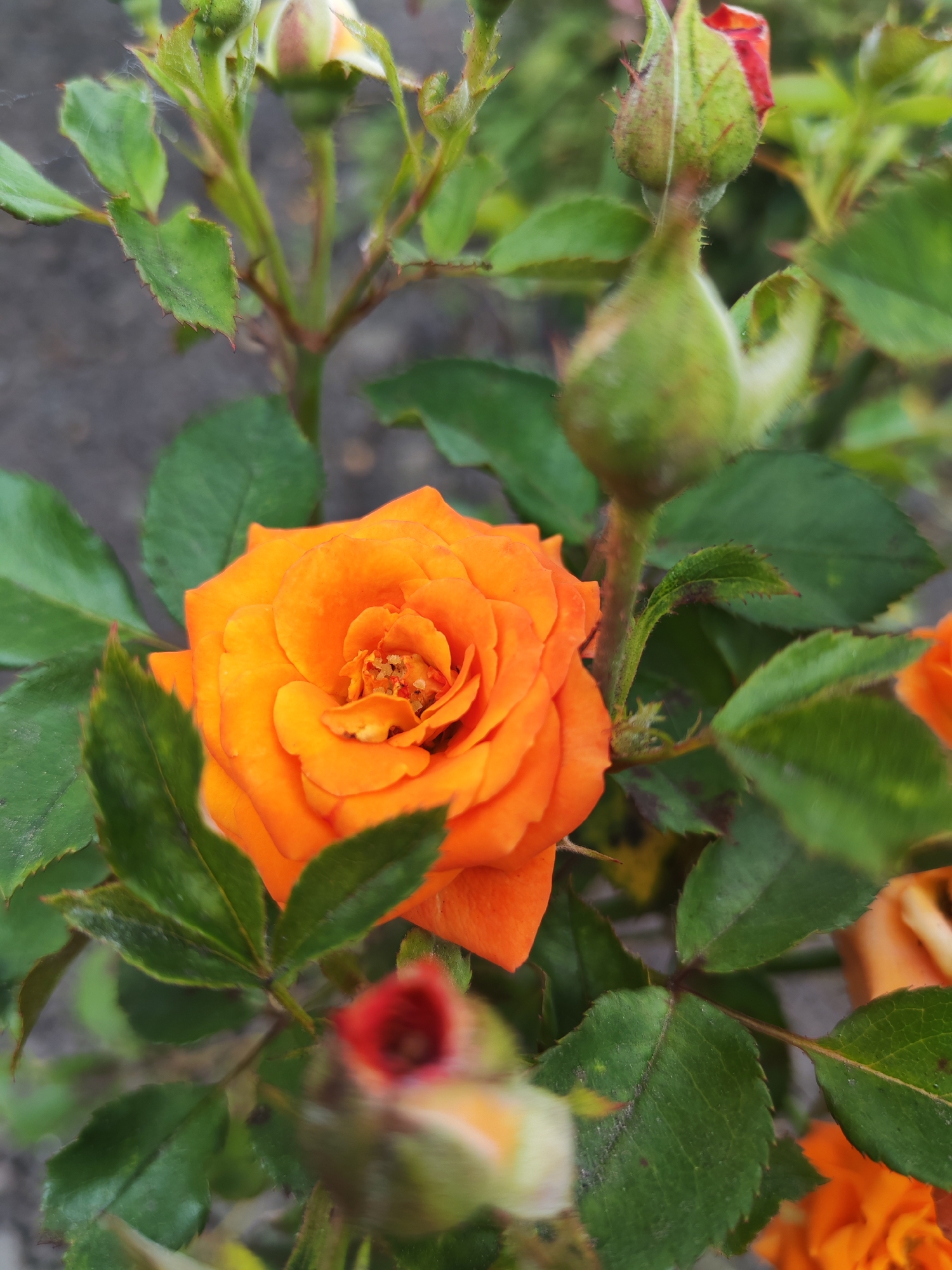 A close-up, eye-level shot of an orange rose in bloom is featured in the foreground. The rose, with its tightly packed petals, is the focal point. Surrounding the rose are several green rose leaves, some with serrated edges, and other rose buds in various stages of development, some appearing green and plump, others with hints of red at their tips. The background is a softly blurred mix of more foliage and a textured gray surface, possibly soil or pavement. A fine, wispy strand, possibly spiderweb, is visible near one of the rose buds. The lighting appears to be natural daylight, casting soft shadows and highlighting the vibrant color of the rose. The scene is devoid of any people or human activity. The image captures a moment of natural beauty, likely in a garden setting. Given the request to include location information in Kurgan, Russia, this scene could be from a park, botanical garden, or a private garden within the city.