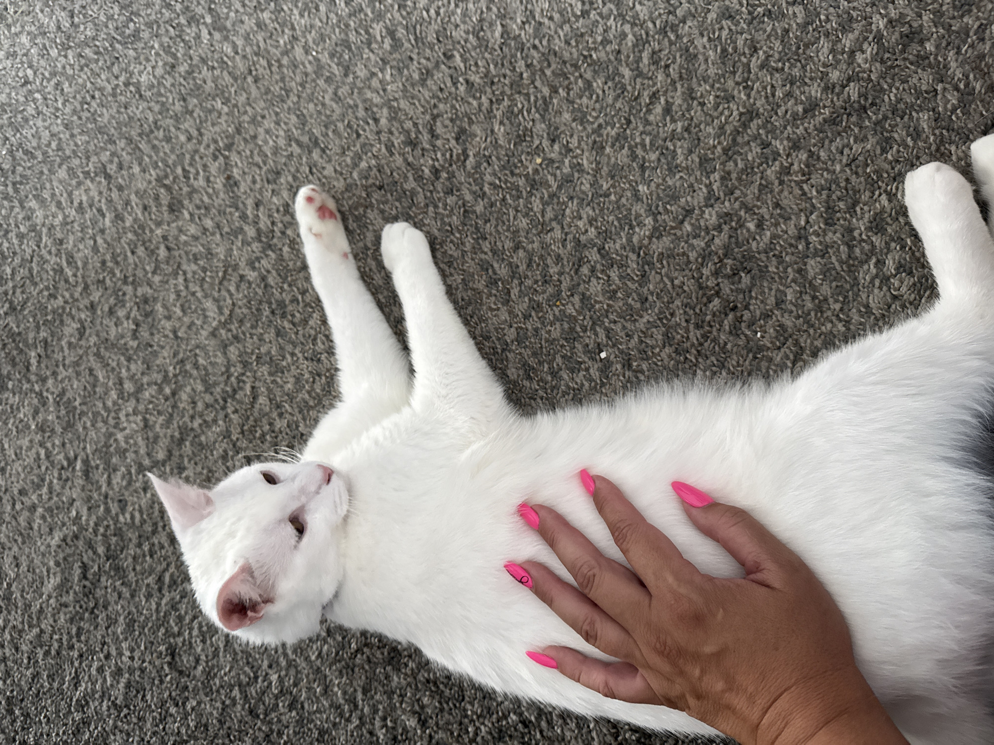 An overhead shot shows a white cat with pink ears lying on a grey carpet. A hand with bright pink fingernails is resting on the cat's white fur. The cat is facing left with its head slightly turned. The environment is indoors, as indicated by the carpeted floor. The location is identified as the city of Girard, United States of America.
