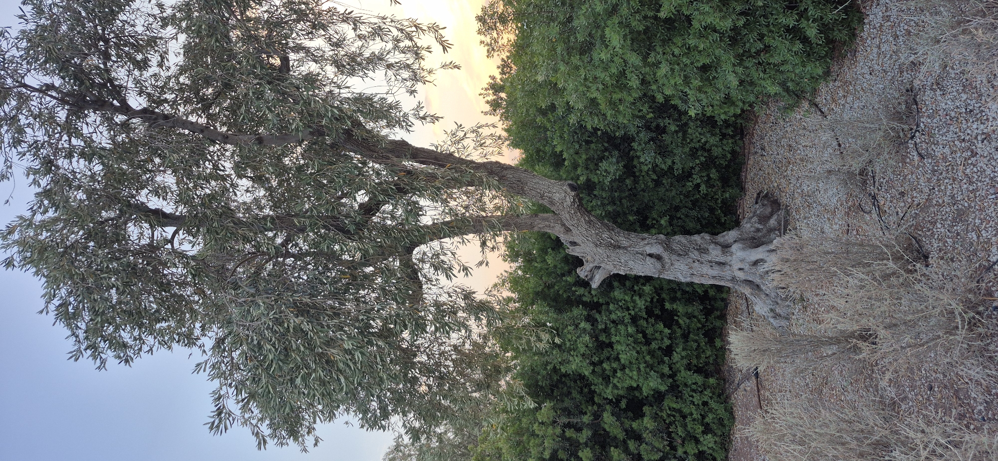 An old olive tree with a thick, gnarled trunk stands in the foreground. Its branches are laden with small, green leaves, and some hang low, creating a canopy. Behind the olive tree is a dense hedge of dark green bushes. The ground is covered with small, light-colored pebbles and a few dried, wispy plants. The sky above is a pale blue with hints of the orange and yellow hues of a sunset peeking through the leaves of the olive tree and over the hedge. The overall scene is tranquil and evokes a sense of natural beauty. The image was taken in Kallithea, Greece.