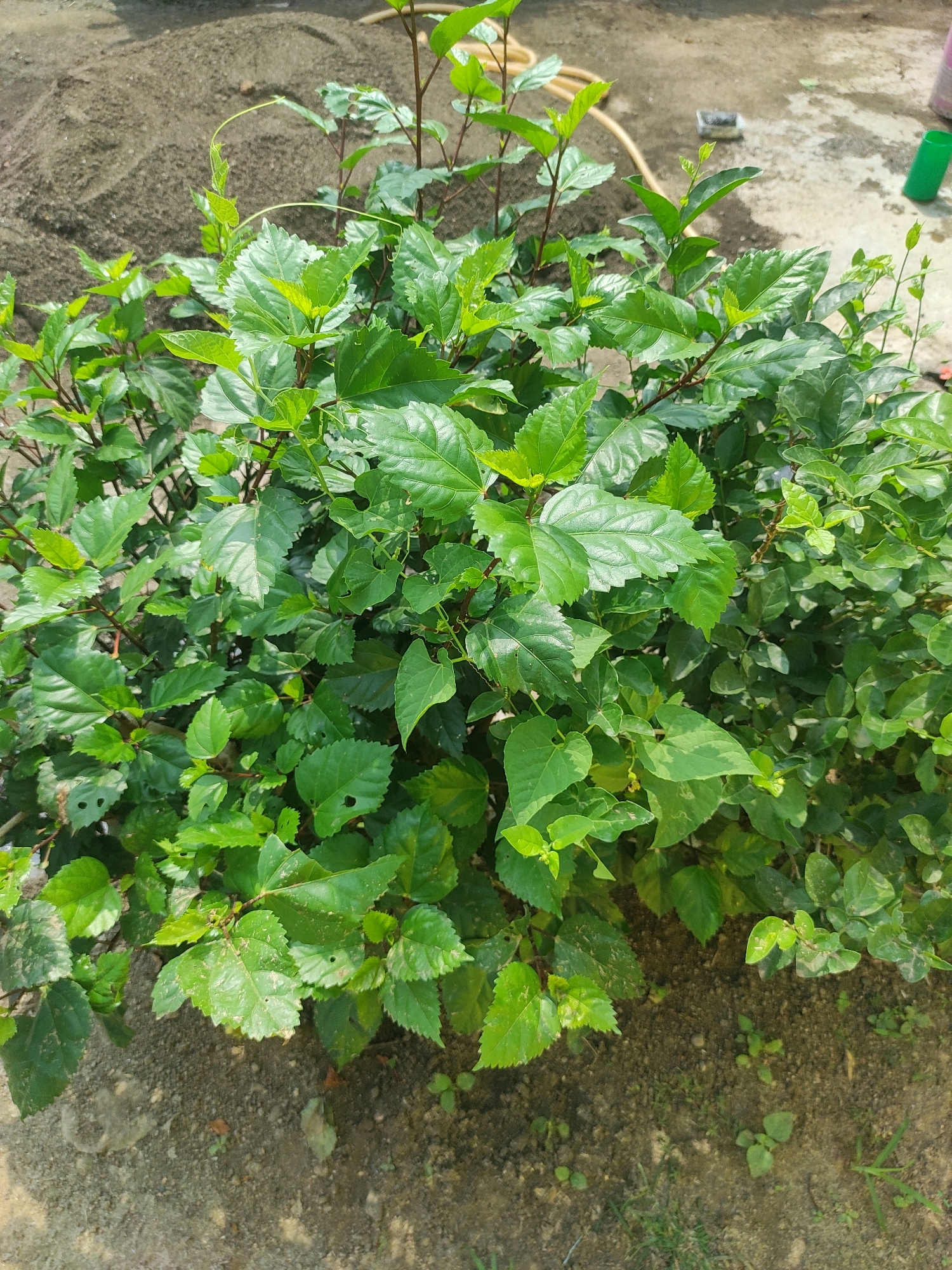 A medium shot captures a bushy hibiscus plant with vibrant green leaves. The plant is situated outdoors on a patch of dry, gritty soil. In the background, a pile of dark sand is visible to the left, and a light-colored paved surface with some water and a yellow hose is present to the right. A bright green cylindrical object rests on the paved surface. The scene appears to be in Bhutia B, India, suggested by the presence of typical outdoor elements and local vegetation. There are no people or animals visible in the image. The lighting suggests it is daytime.