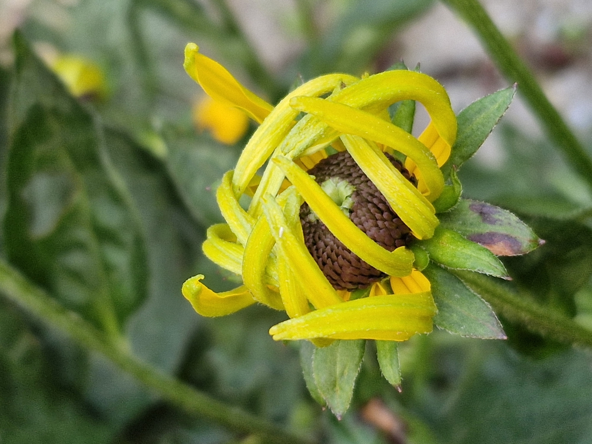 A close-up, vertical, medium shot captures a partially opened yellow flower bud with its petals tightly wound around a dark brown center. The petals are a vibrant yellow, some unfurling slightly, others still coiled. Green sepals and leaves are visible at the base of the bud, with some showing dark purple or brown spots. The background is a soft blur of green foliage, with a hint of a lighter, out-of-focus yellow shape suggesting another flower or part of the same plant. The scene appears to be outdoors, likely in a garden or natural setting. There is no information available about the specific location in Klaipėda, Lithuania, nor are there any people or interactions depicted.