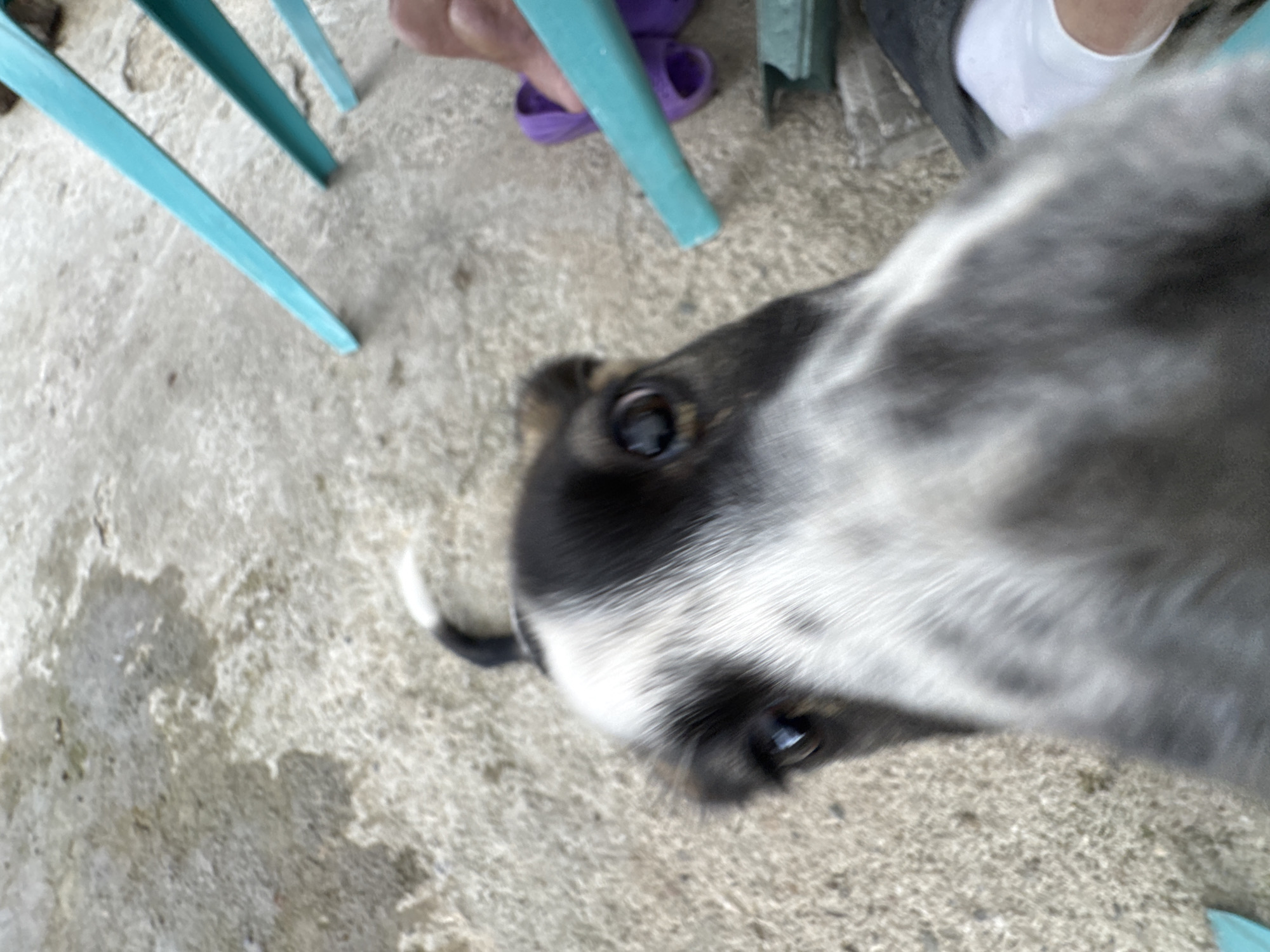 A close-up, low-angle shot captures a young dog's face as it looks directly at the camera. The dog has black and white fur with prominent black patches around its eyes and ears, and a white blaze down its snout. Its eyes are dark brown and appear wet and alert. The background is out of focus, showing a concrete ground with some wet patches. To the right, parts of turquoise chairs and a person's legs wearing a white sock and dark pants are visible, along with purple flip-flops. The setting appears to be outdoors, possibly in a yard or patio area. The image was taken in Sredets, Bulgaria.