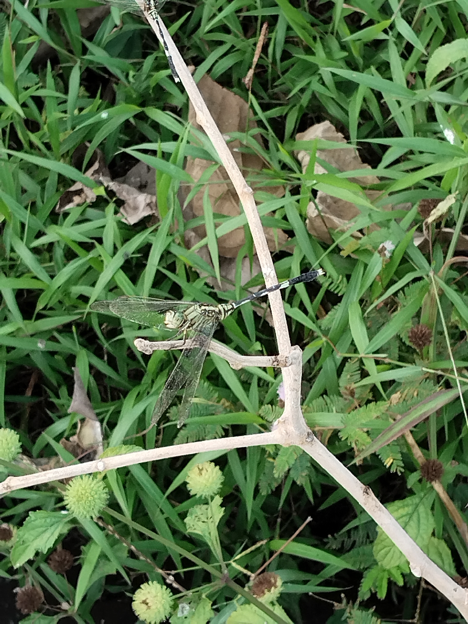 A dragonfly with translucent wings rests on a thin, light-colored branch. The dragonfly has a segmented body with black and green markings. Its large eyes are visible, and its long, slender abdomen is extended. The branch it is perched on is angled diagonally across the frame. The background consists of lush green foliage, appearing to be grass and leaves, with some dry, brown leaves scattered among them. There are also some spherical, green seed pods or buds visible in the lower portion of the image. The overall scene suggests an outdoor, natural environment.