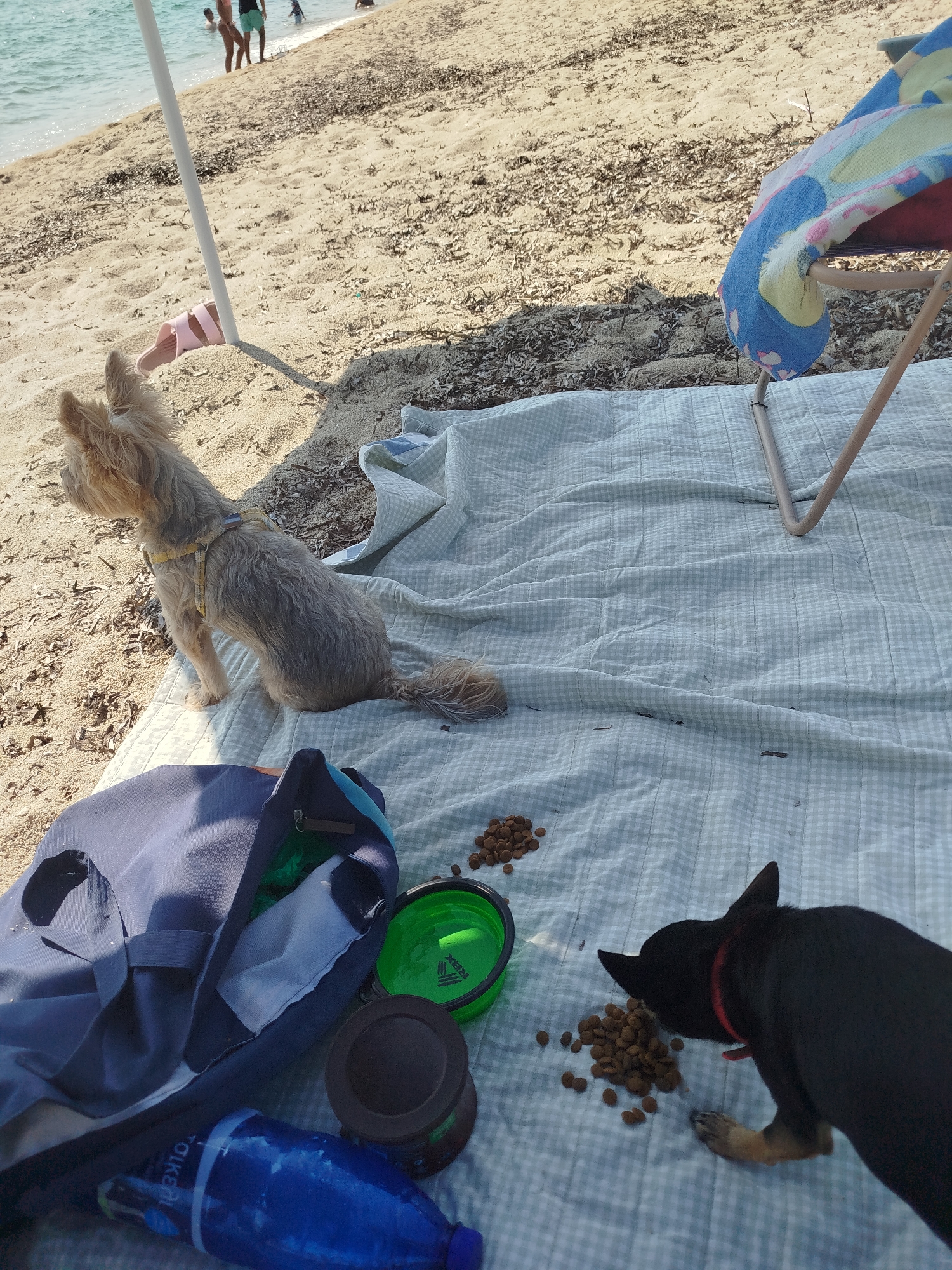 The image depicts a beach scene on a sunny day, likely in the Sithonia Municipal Unit, Greece. In the foreground, a light-colored, medium-sized dog with a yellow harness is sitting on a checkered blanket, looking to its left. A dark-colored, small dog with a red collar is eating kibble from a pile on the blanket. Scattered kibble is also visible near a green collapsible bowl and a dark container. To the left, a blue and navy duffel bag is partially open, revealing some contents. A blue water bottle is positioned in front of the bag. In the background, the sea meets the sandy beach, with some vegetation and debris. Several people are in the shallow water, and a beach umbrella pole is visible. A colorful towel is draped over a beach chair.
