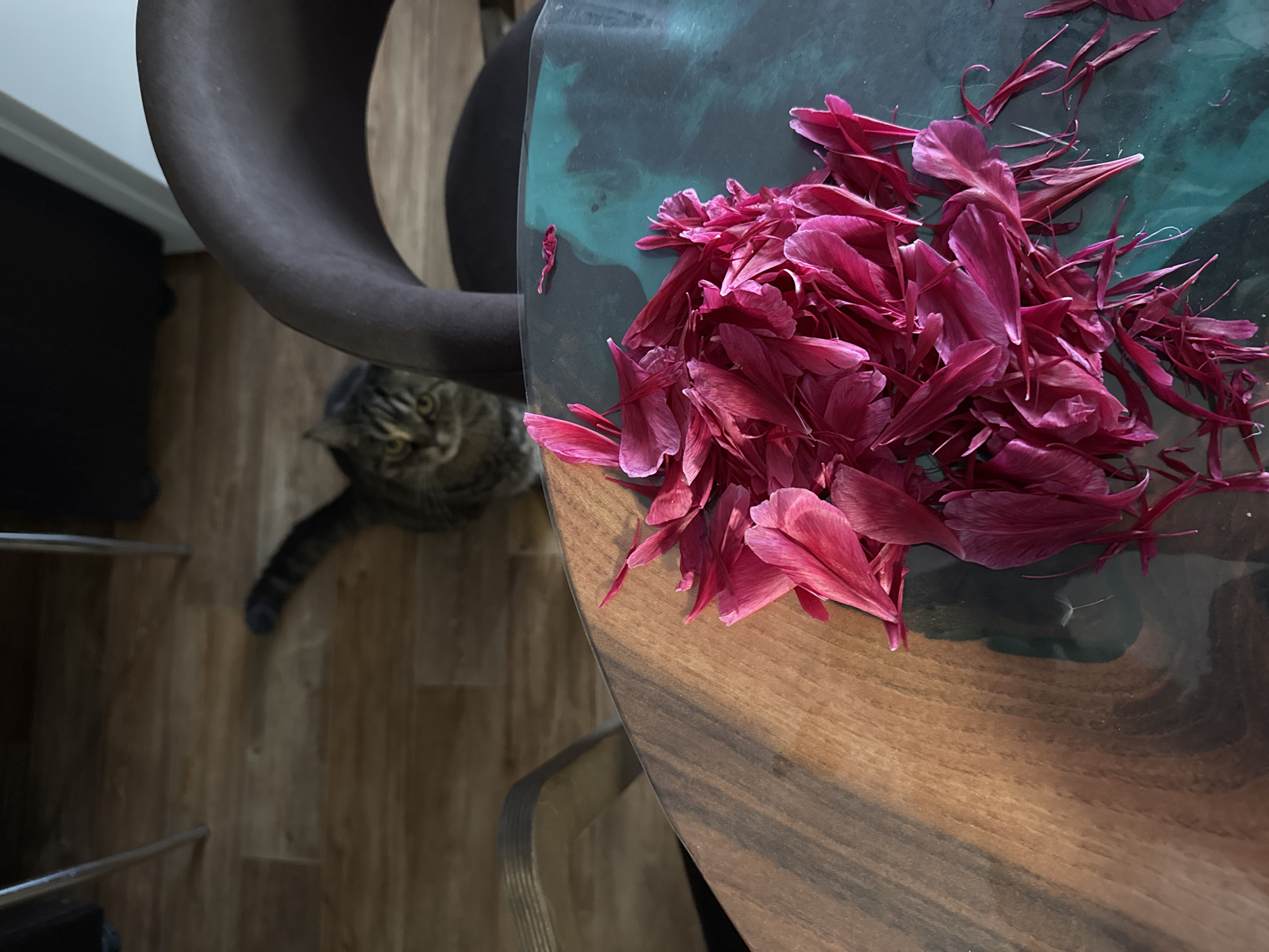 The image captures an indoor scene featuring a wooden table with a large pile of dark pink flower petals, and a partially visible tabby cat in the background. The table has a distinctive design, combining a rich, polished wooden surface (possibly walnut) with a glossy, dark greenish-black section, which appears to be a resin inlay. Numerous vibrant, deep pink to magenta petals, likely from a peony, are gathered on this dark part of the table.
In the blurred background, a tabby cat with striking greenish-yellow eyes peers upwards, seemingly observing the petals or the viewer. Only its head, front portion of its body, and a segment of its tail are visible, peeking from behind a dark, curved chair. The floor beneath the table is made of light to medium-brown wooden planks. The setting suggests a casual home environment, possibly a dining area, located in Perm, Russia. No visible text is present.