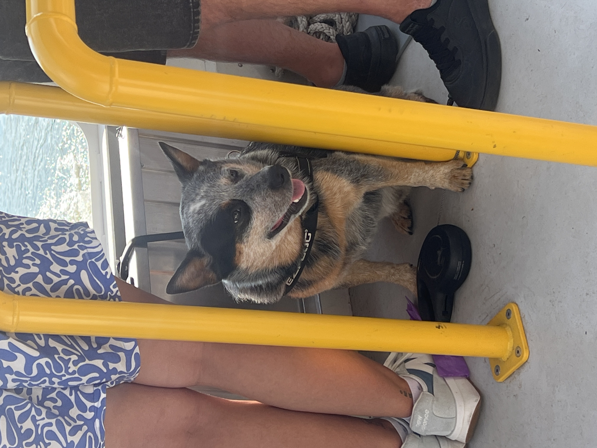 The image depicts a medium-sized dog, an Australian Cattle Dog, sitting between two yellow poles, likely part of a railing or support structure on a boat. The dog is wearing a black collar with white lettering. In the background, the water is visible, suggesting the boat is on a body of water. To the left, a person's legs are visible, wearing a blue and white patterned skirt and white sneakers. To the right, another person's legs are visible, wearing dark shorts and black sneakers. A black retractable leash lies on the ground next to the dog. The scene is outdoors, with sunlight casting shadows. There is no indication that this image was taken in Vilnius, Lithuania.